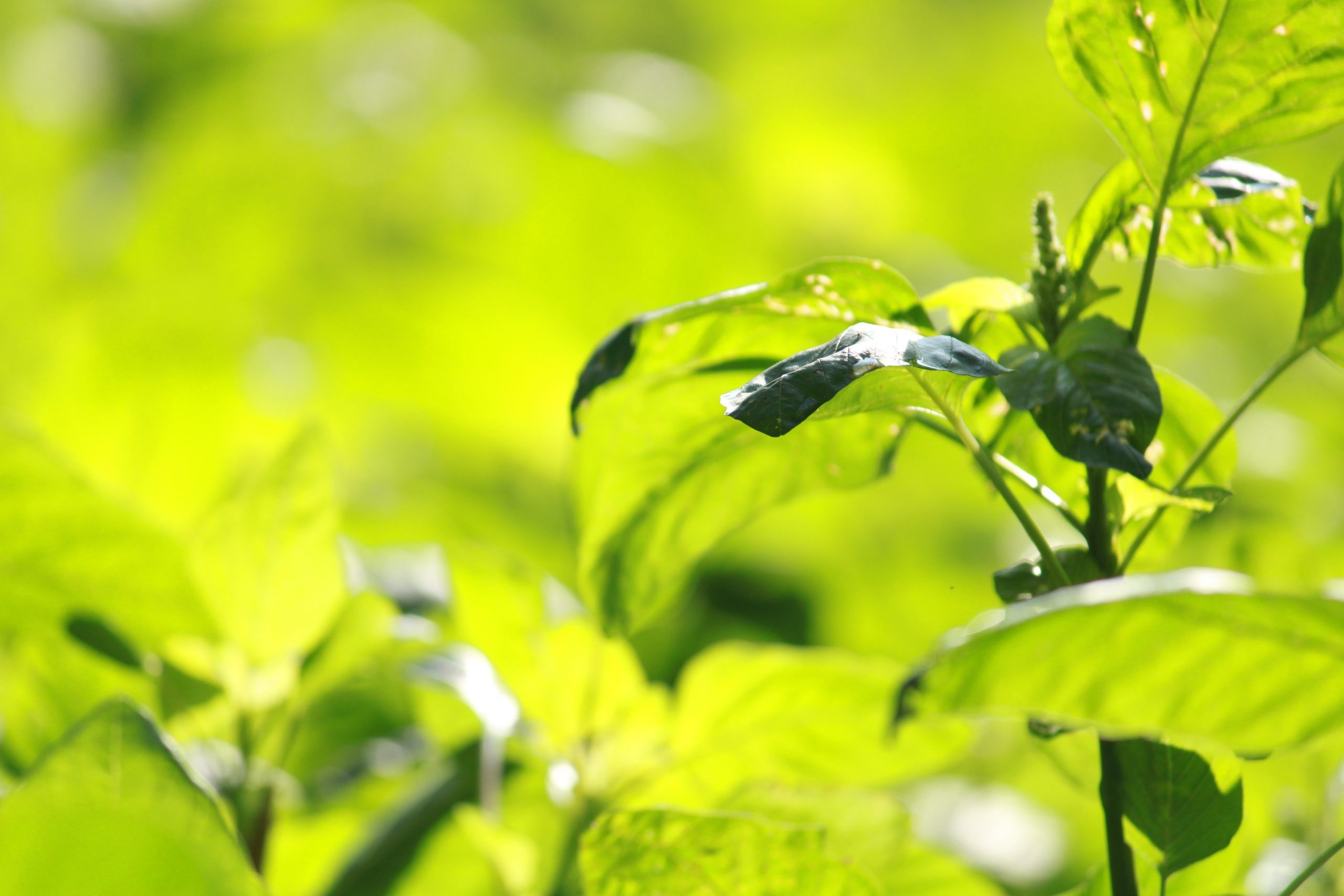 Leaves of a plant