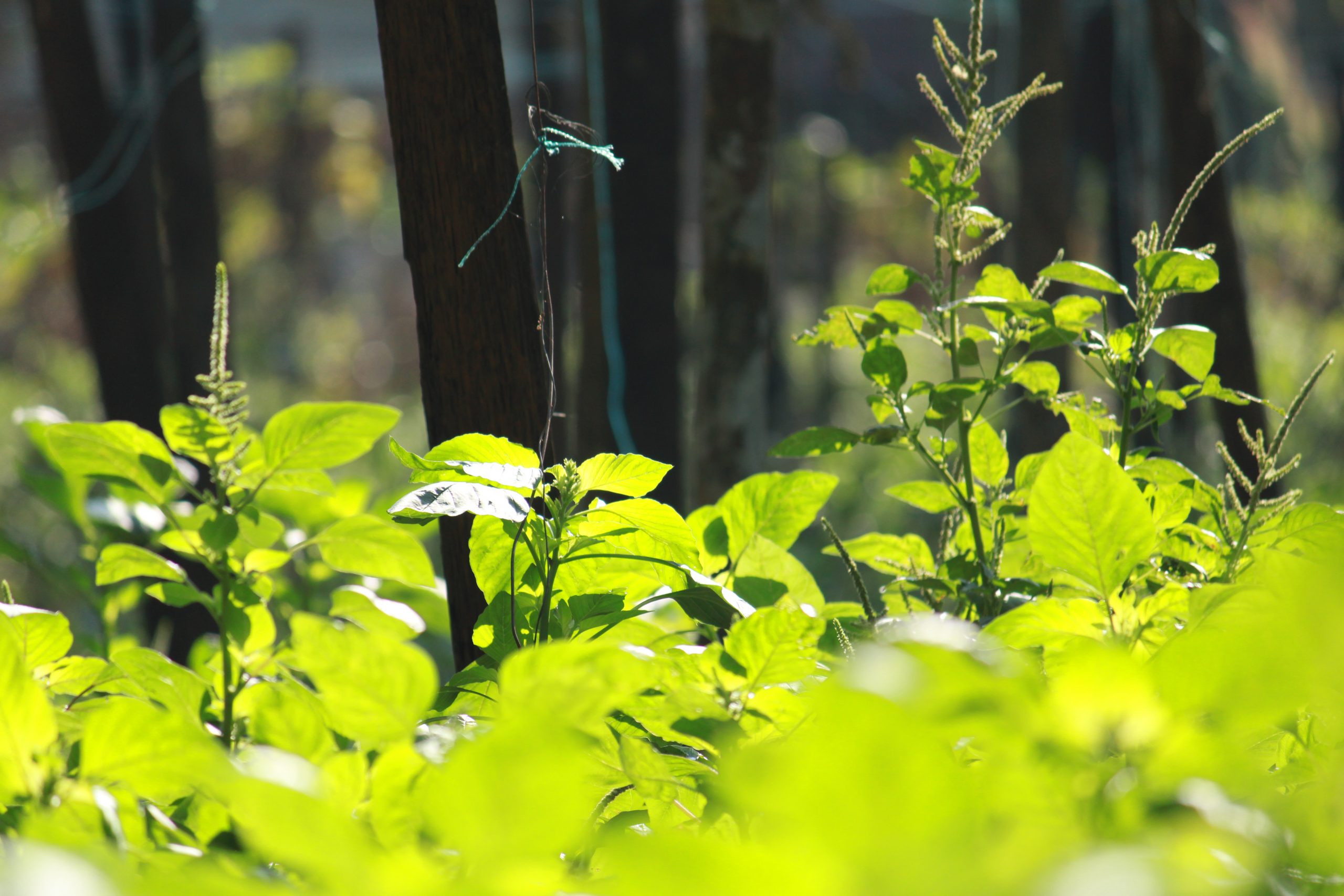 Plants