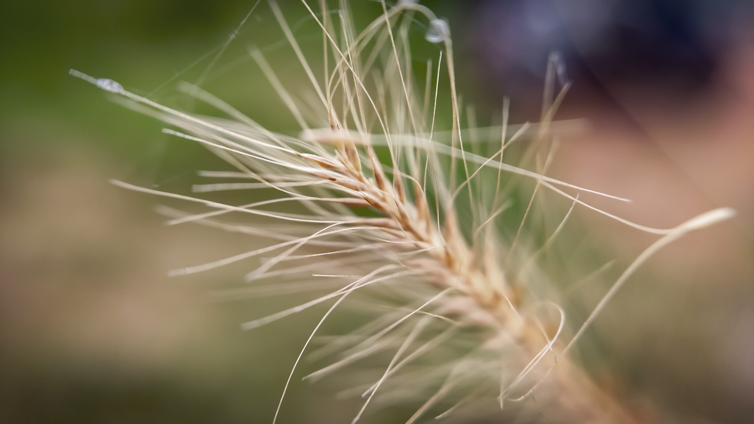 squirreltail plant