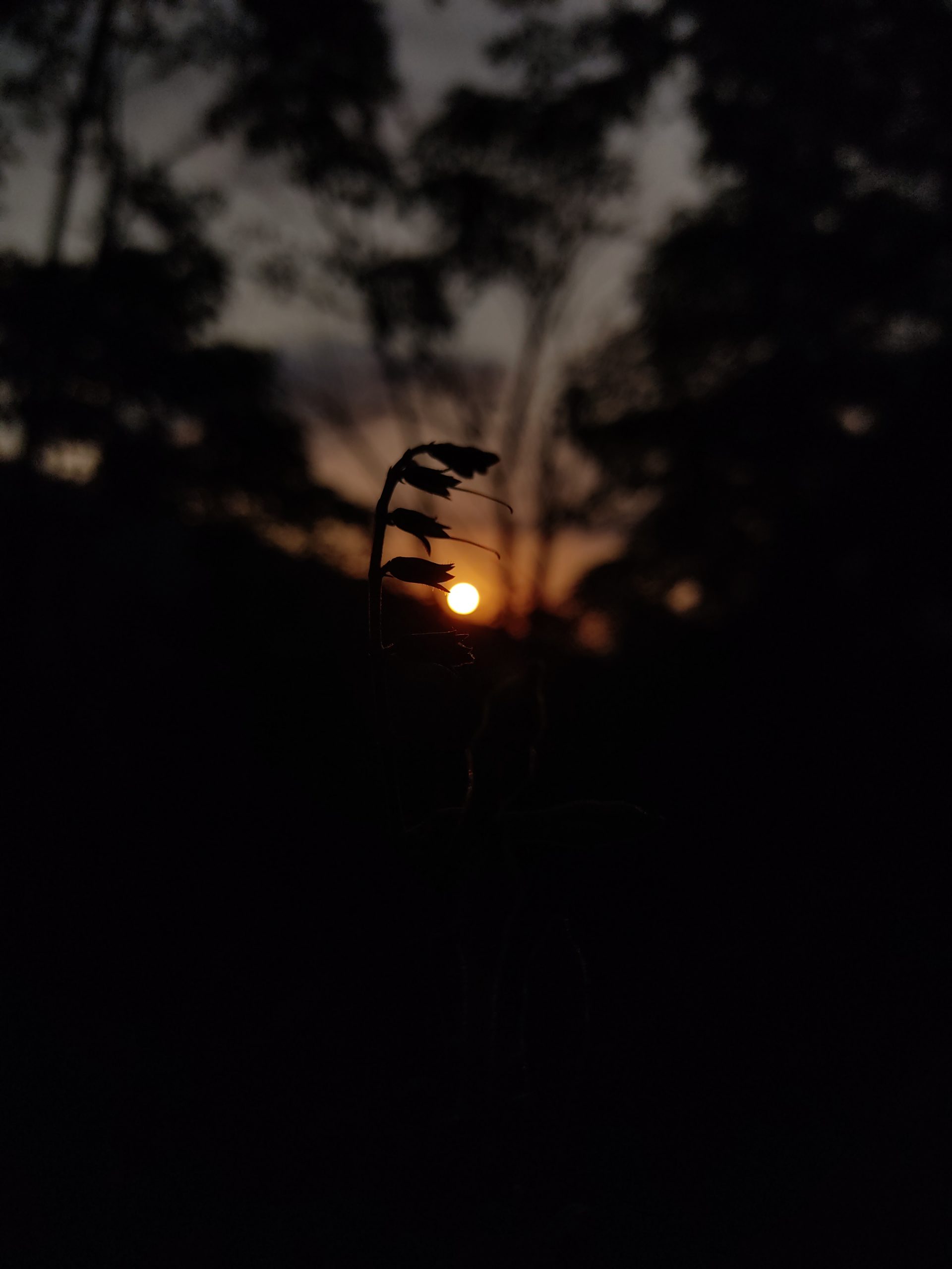 Sunset in a jungle