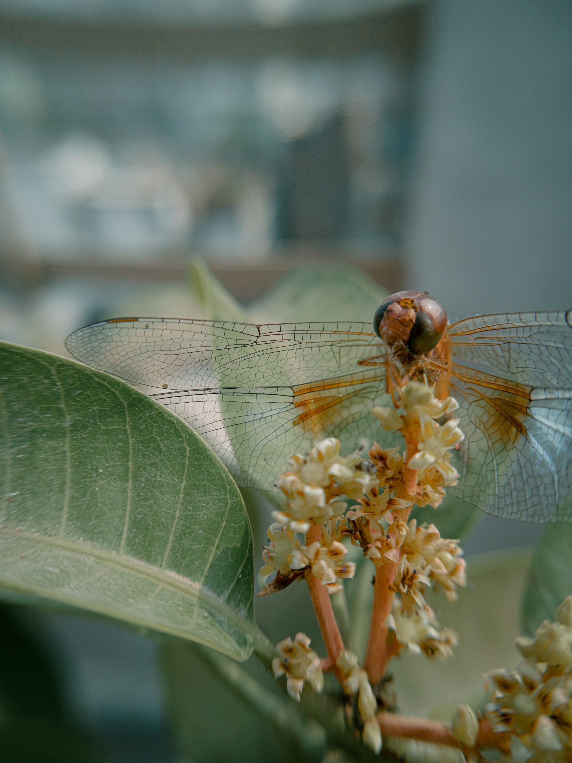 Dragonfly