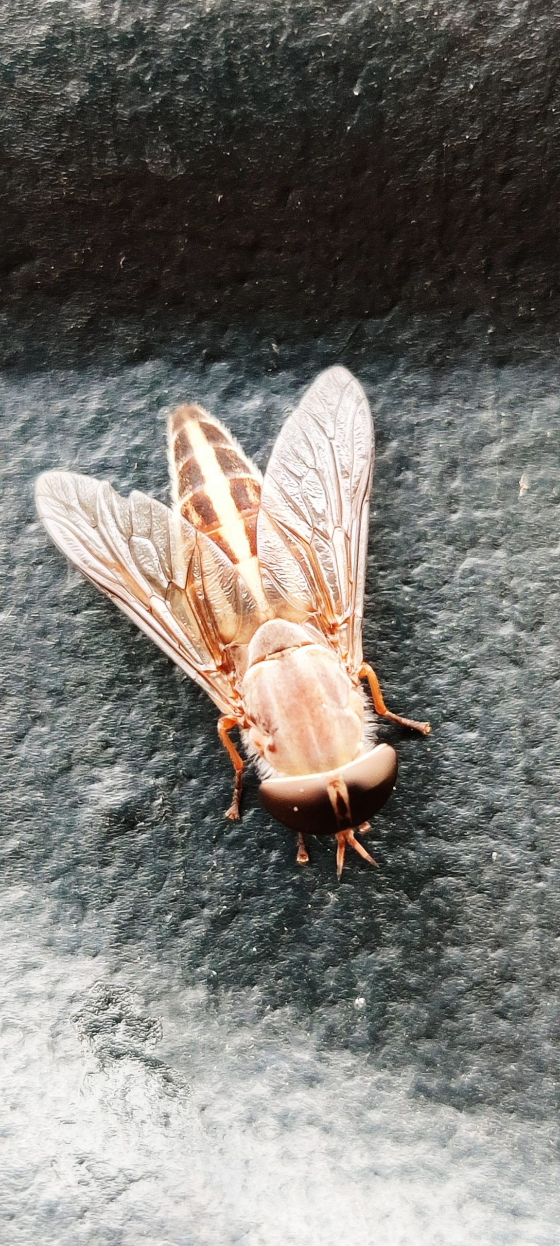 Tabanus lineola fly