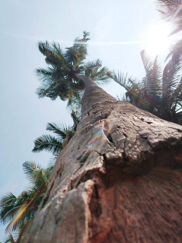 Tallest Coconut Tree PixaHive