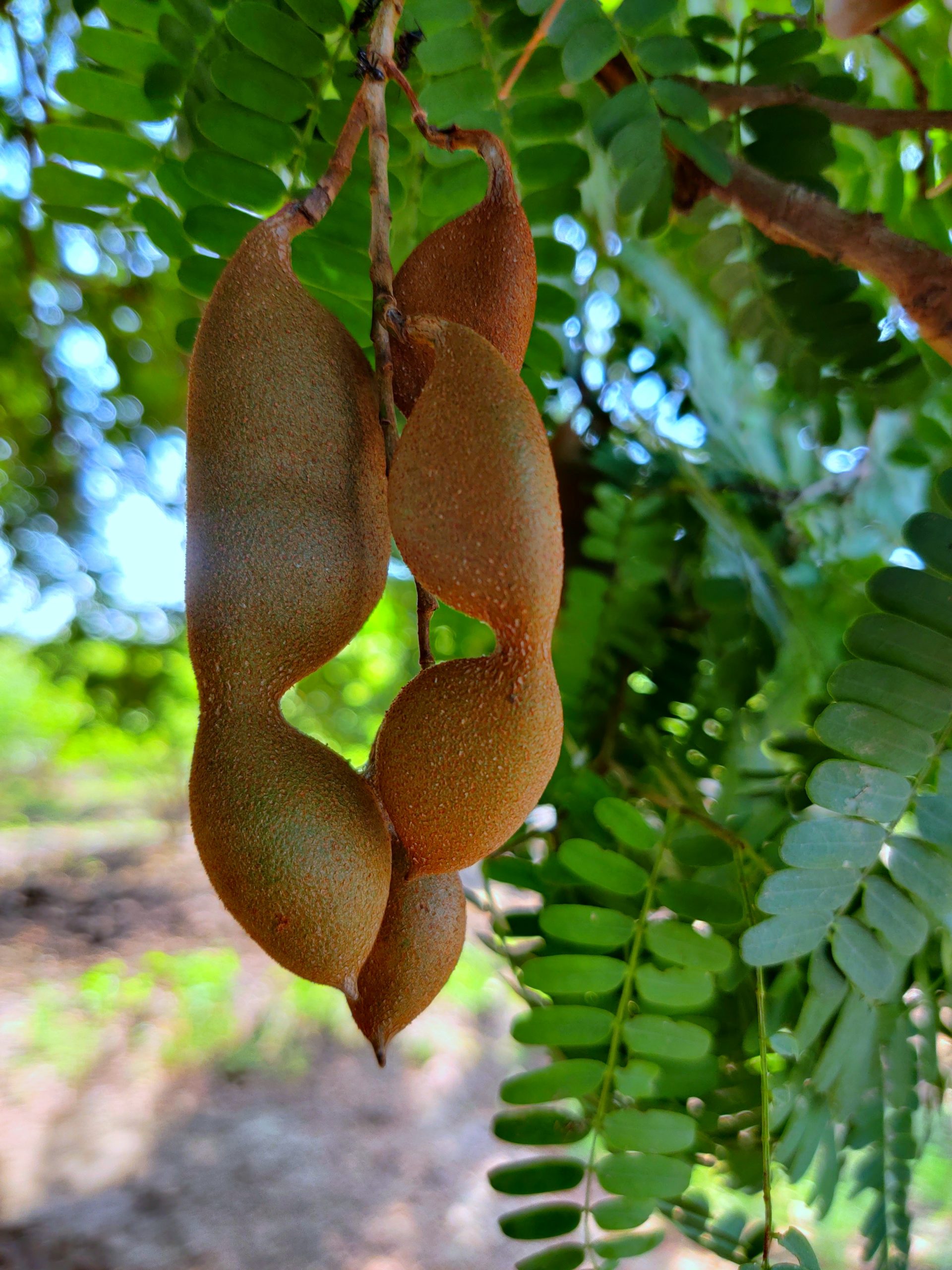 Tamarind fruits on tree