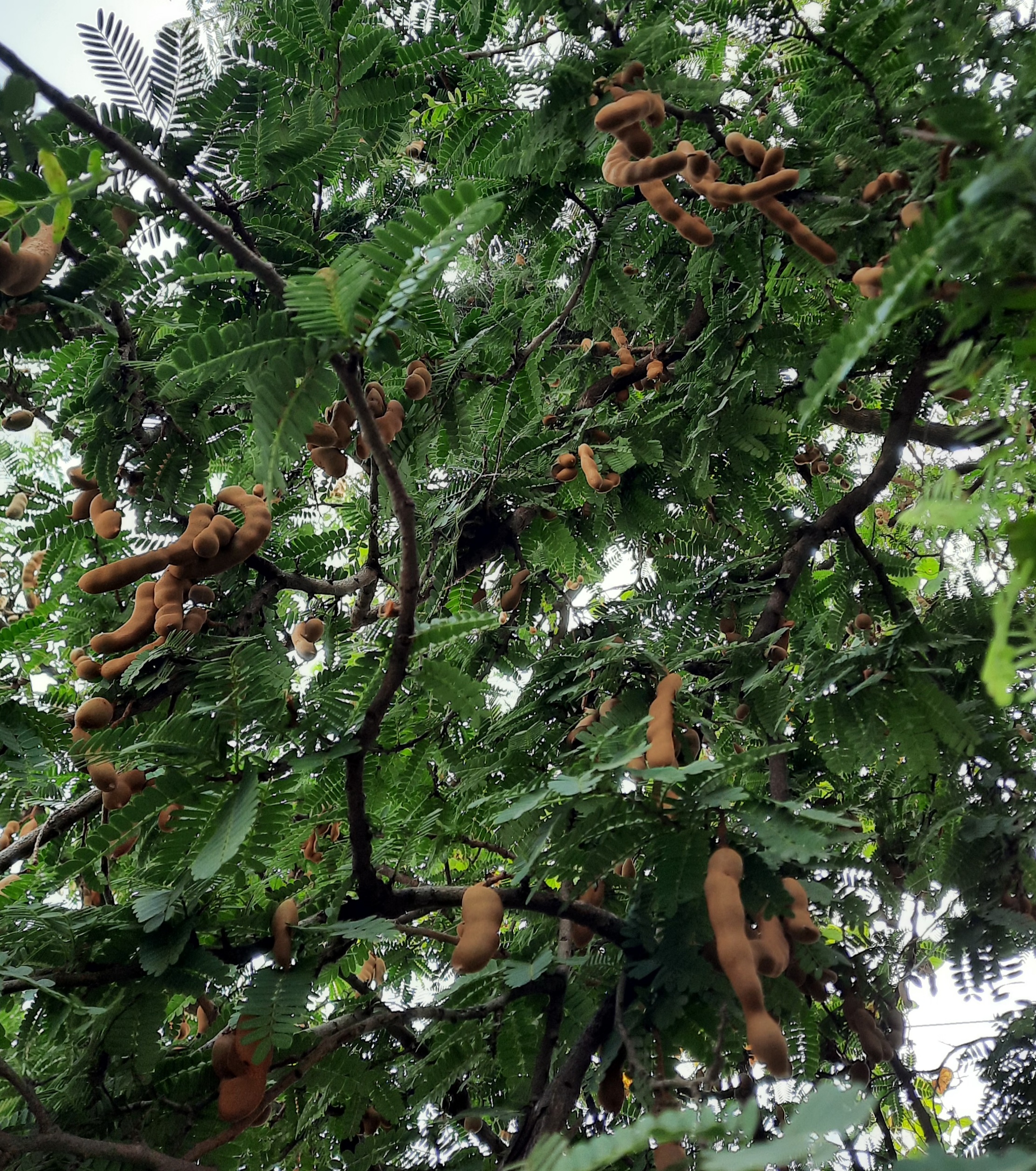 tamarind fruit on tree