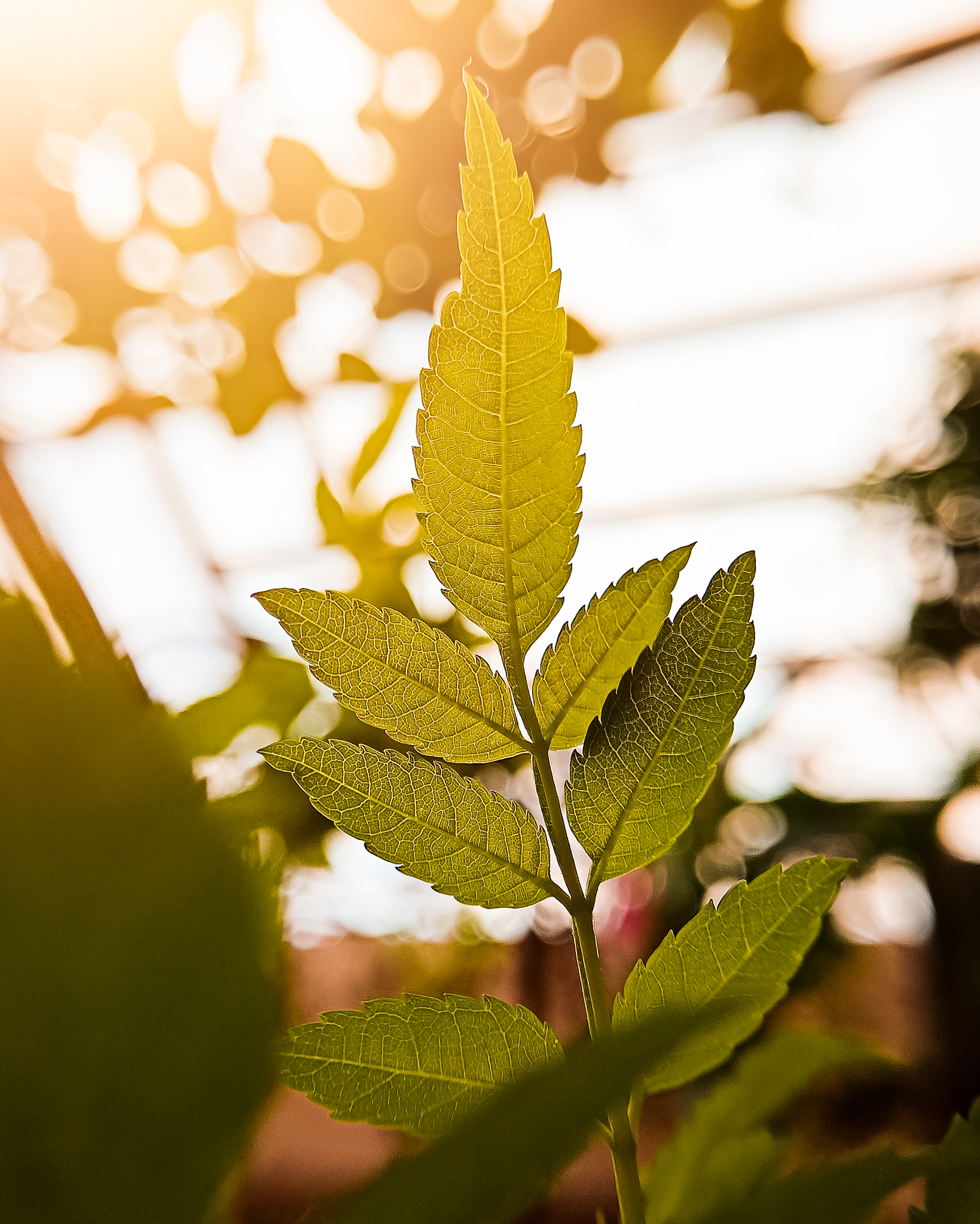 Texture of a plant's leaves