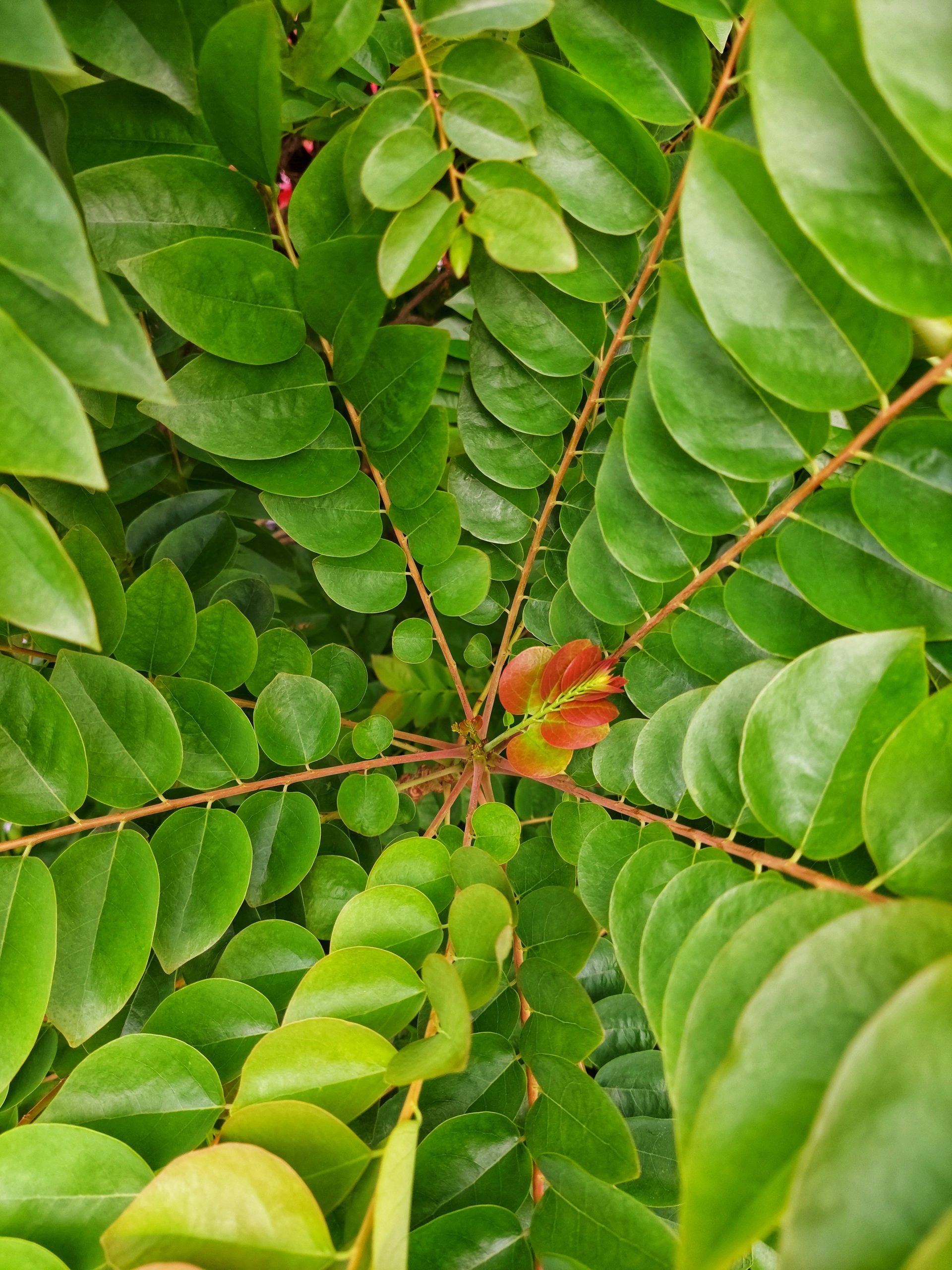 Texture of leaves