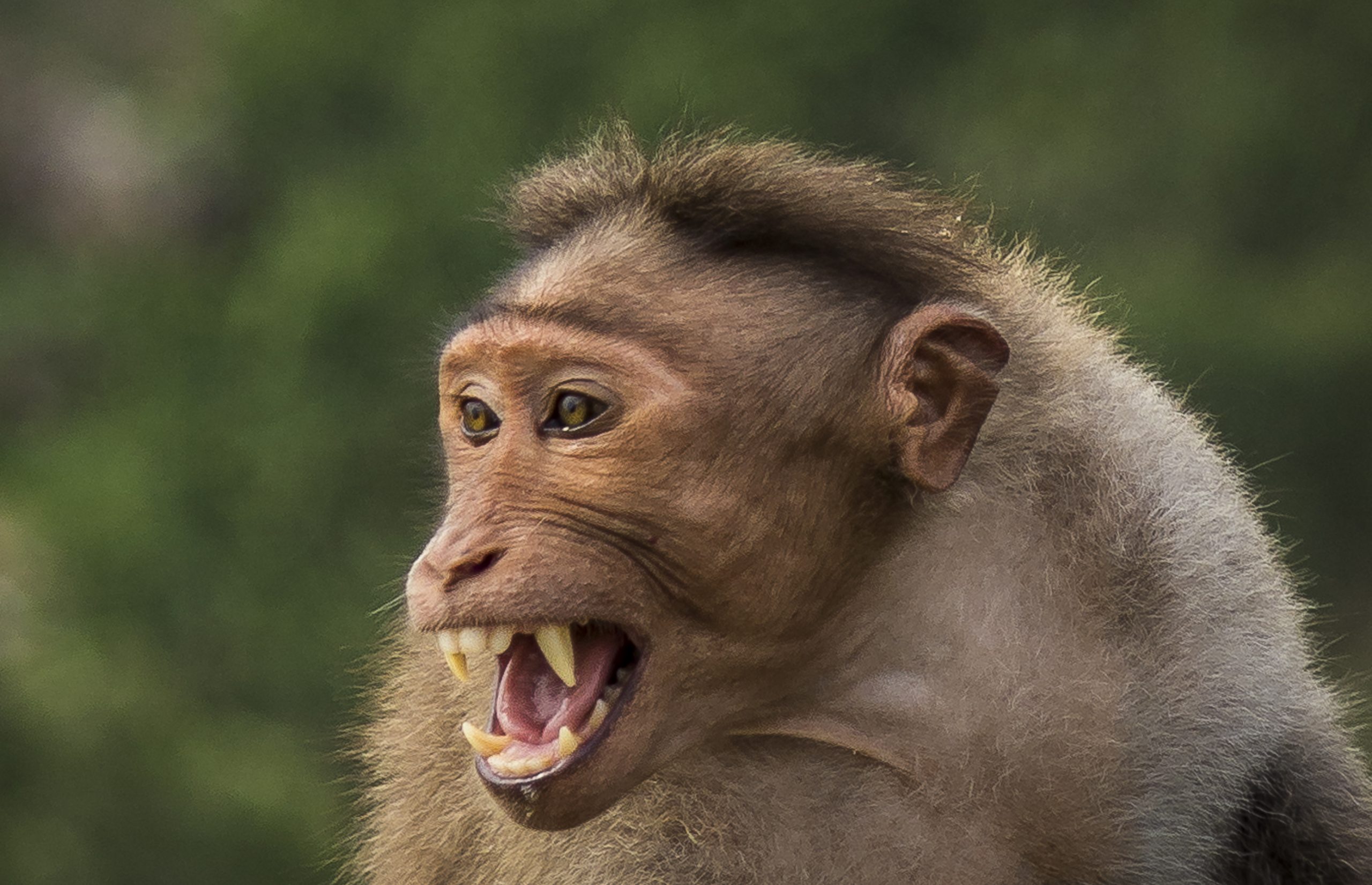 face of a monkey