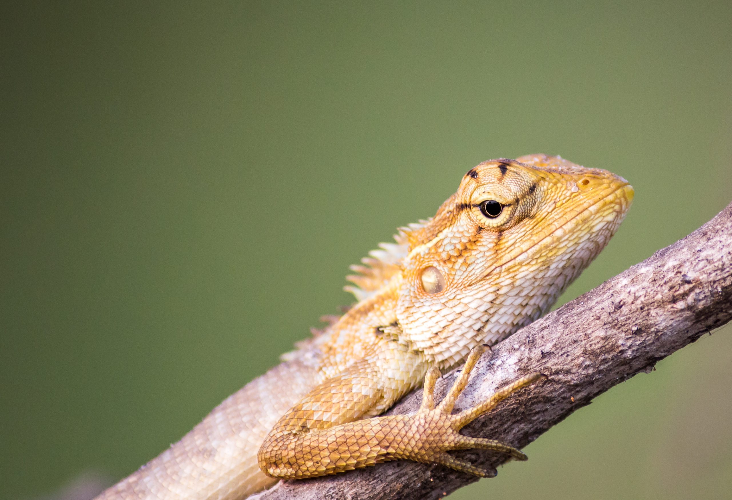 lisard on a stem