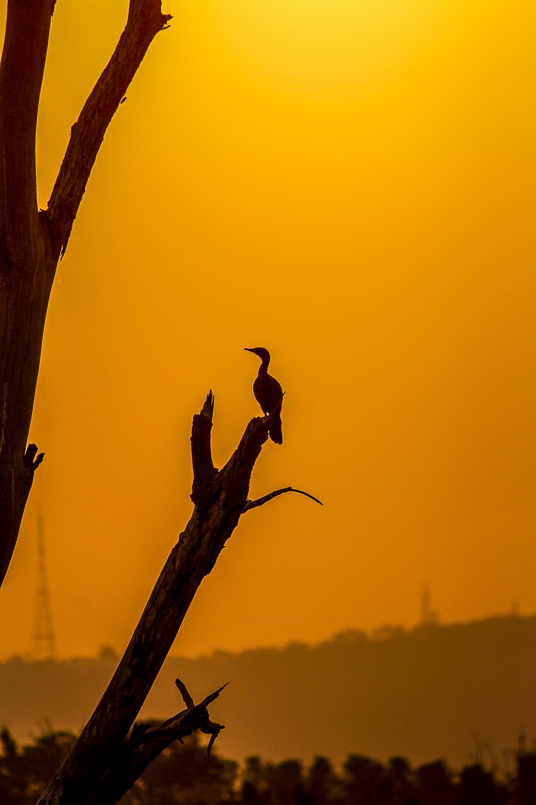 bird on a branch