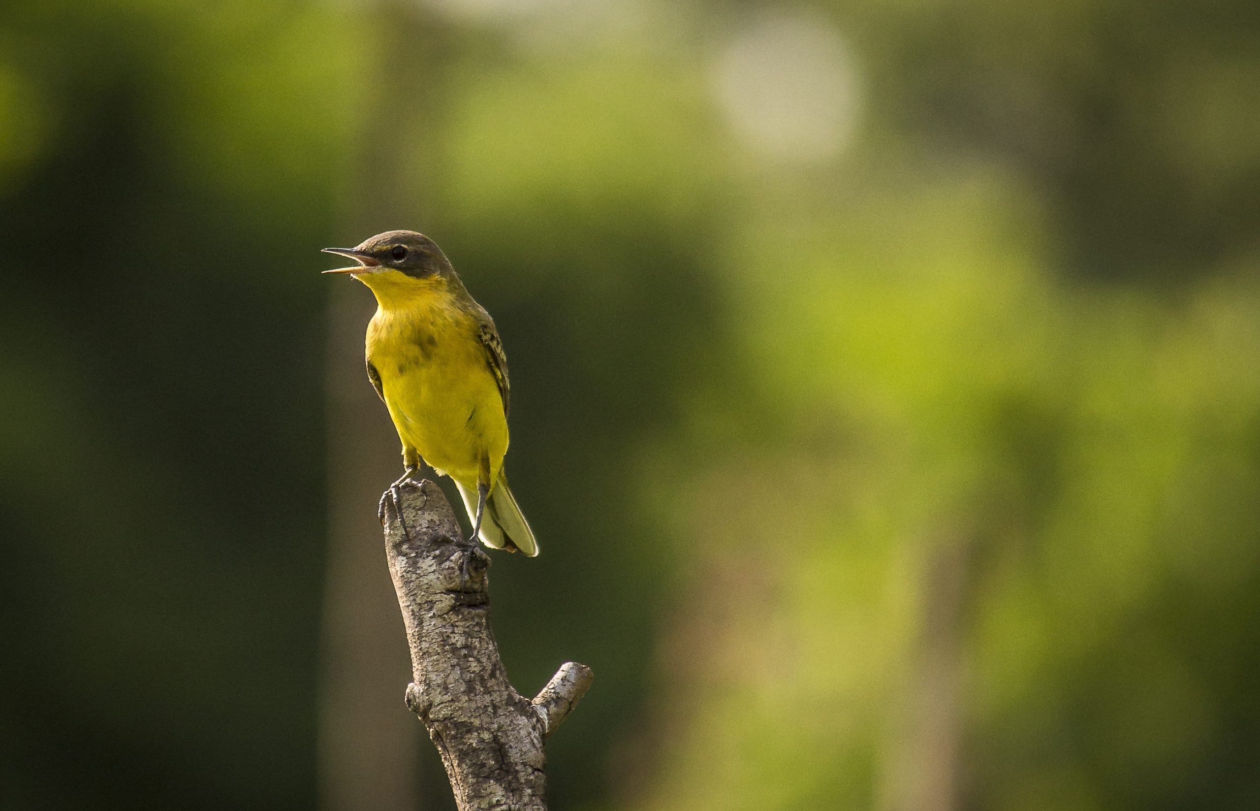 bird on branch