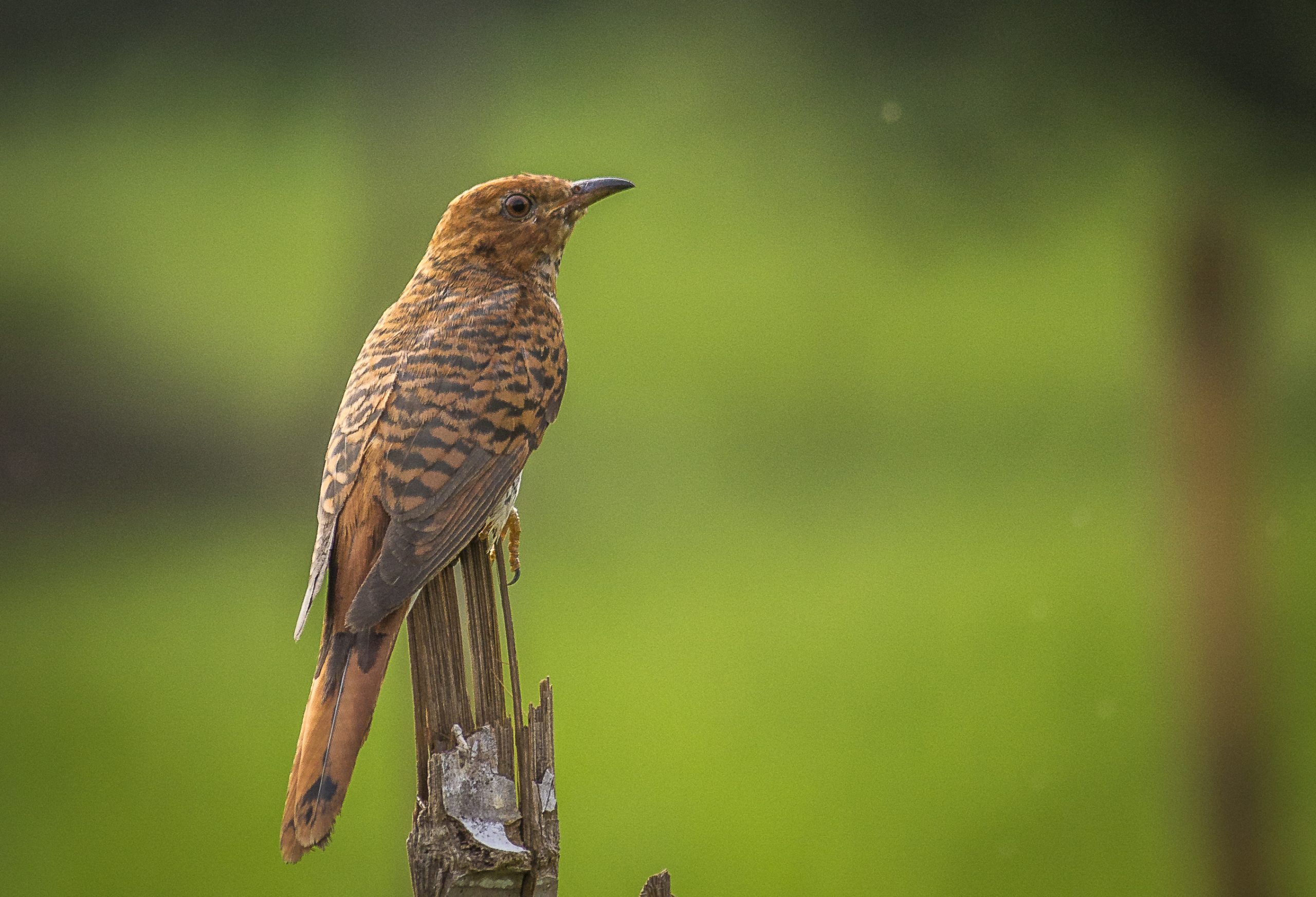 Bird sitting on wood