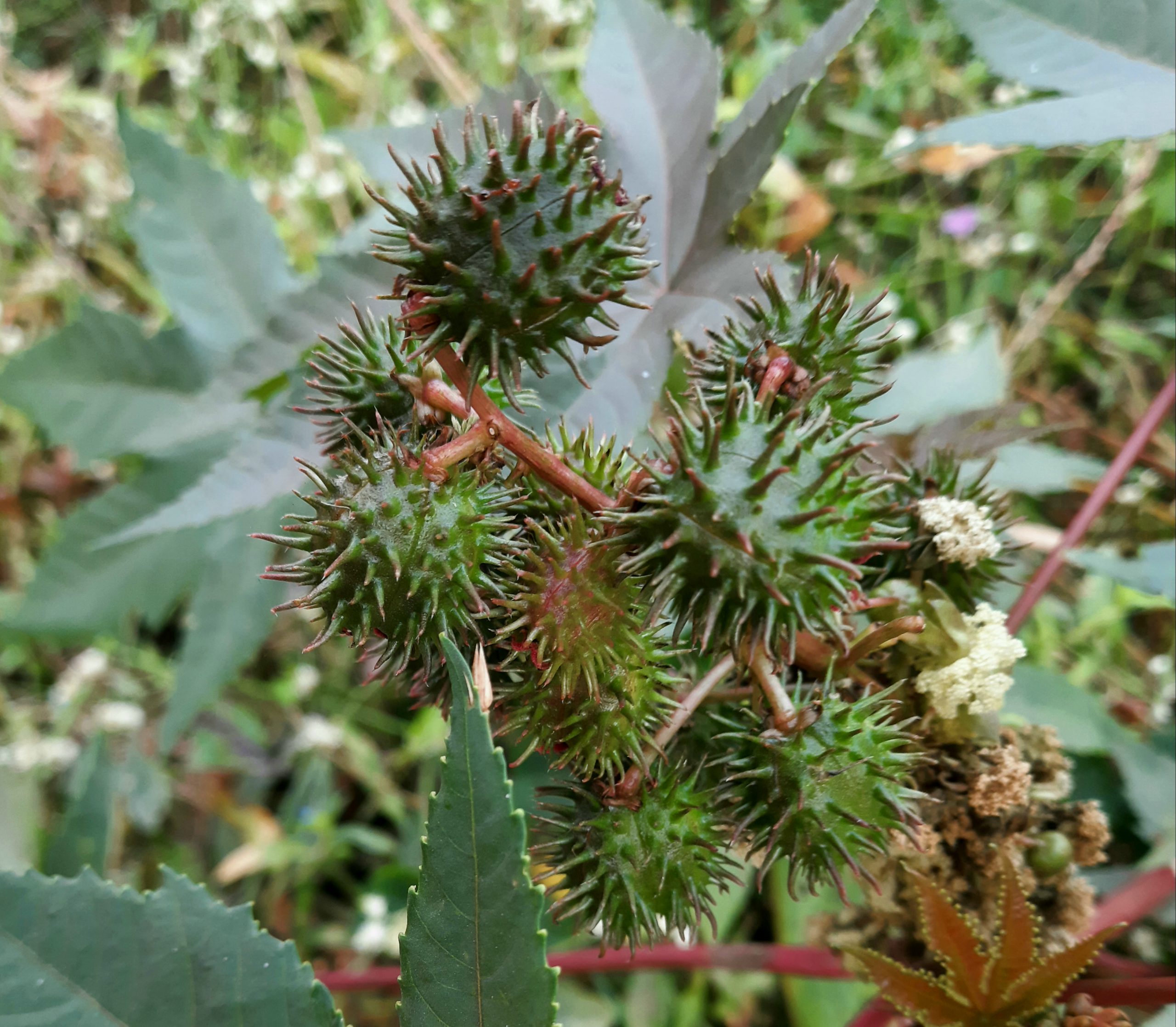 Thorny seed pods