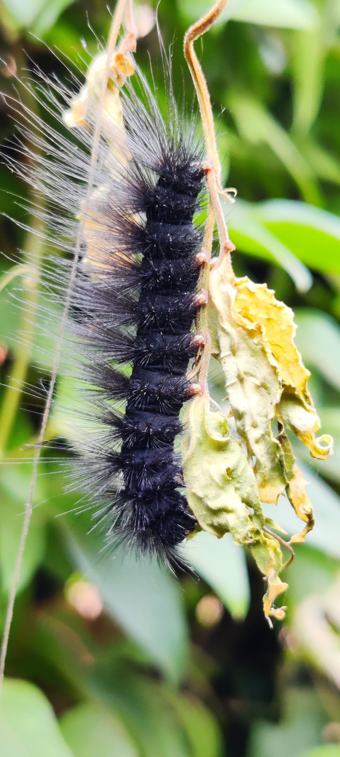 Thorny caterpillar on a leaf
