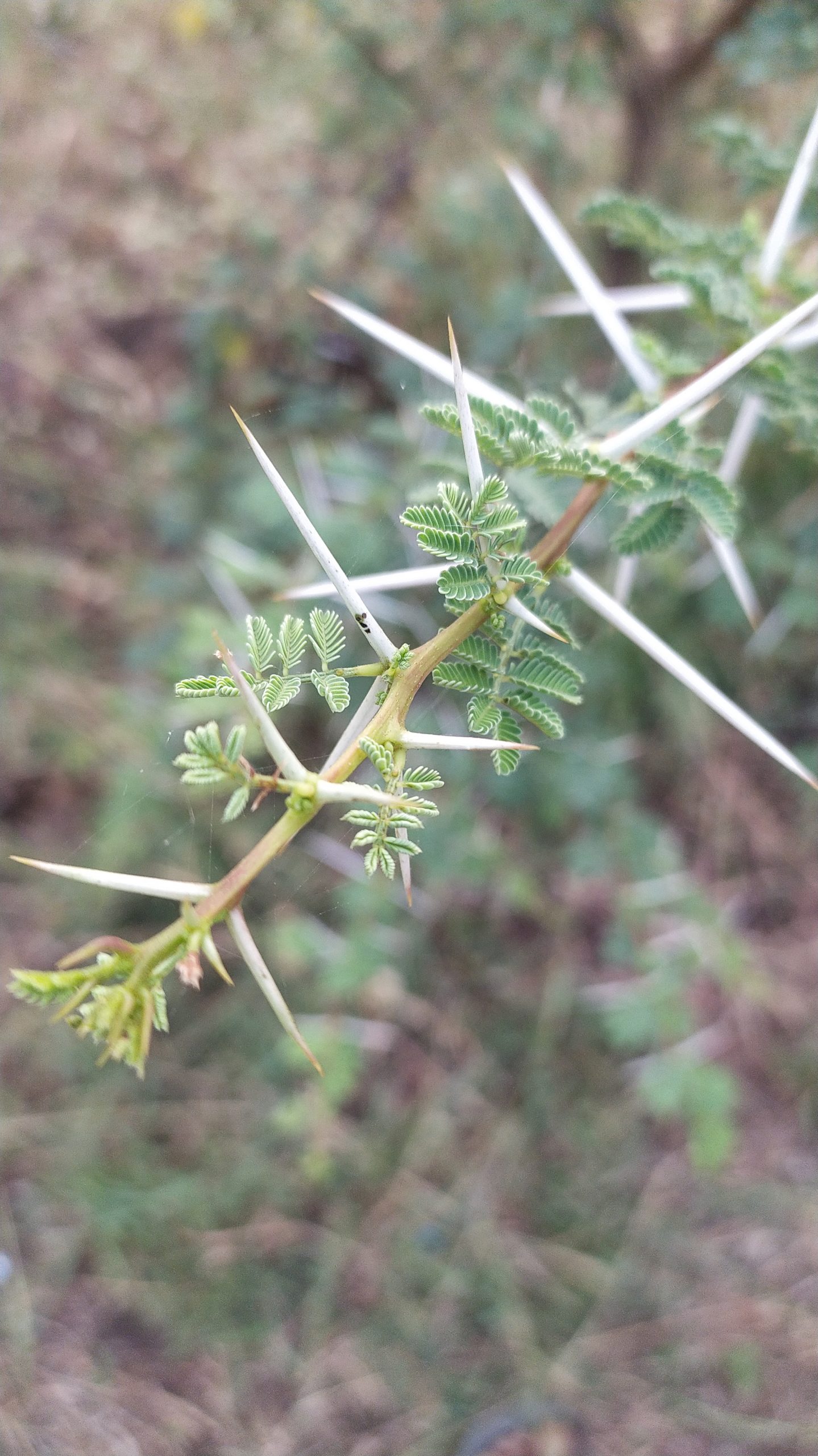 A thorny branch