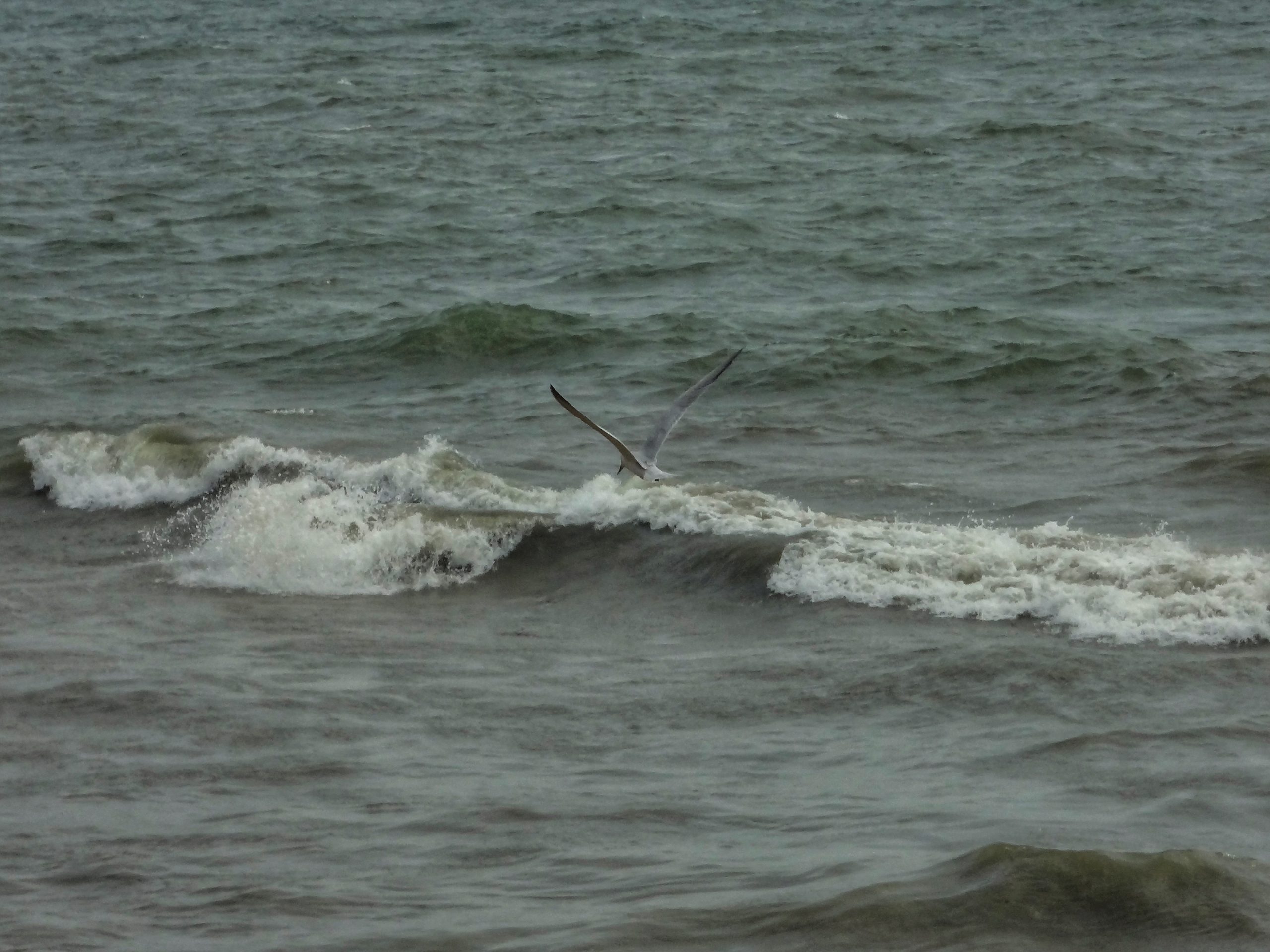 A bird flying on sea waves