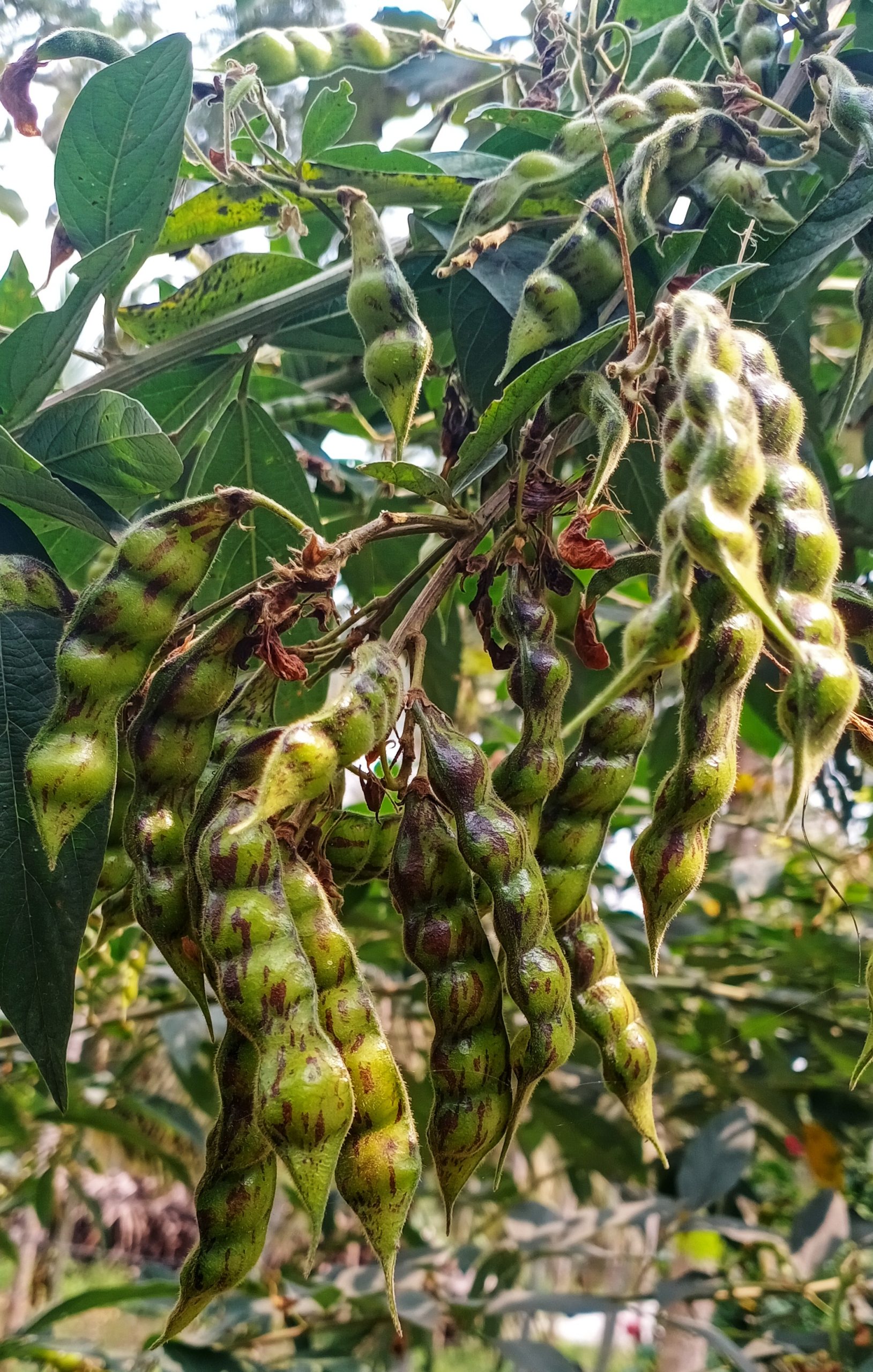 Togari beans on a plant