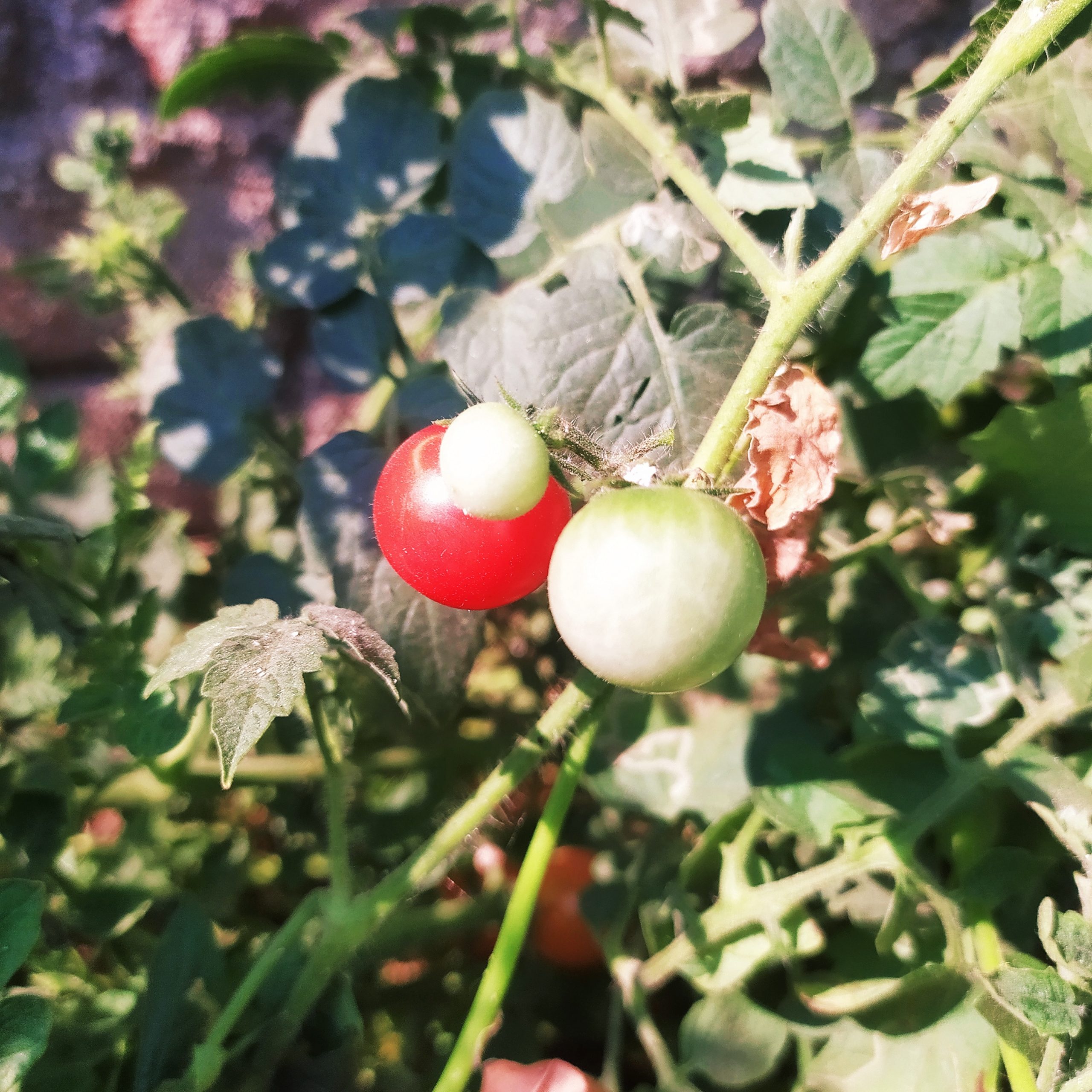tomatoes on a plant