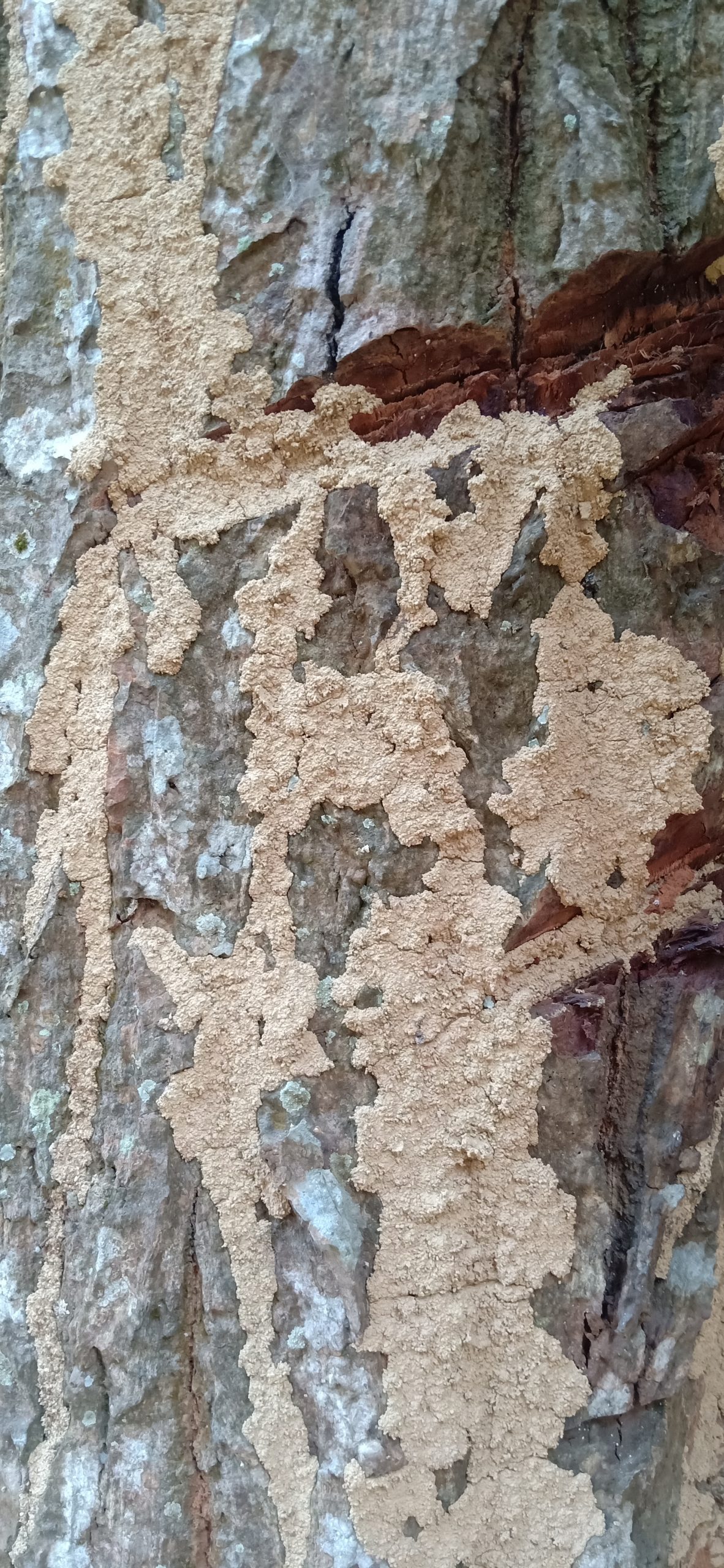 A tree damaged by termites
