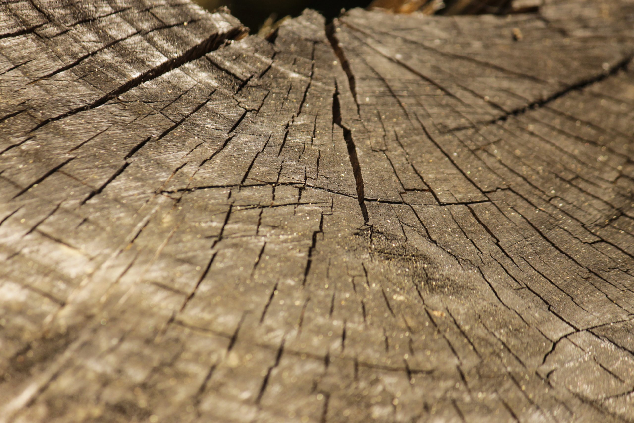 Tree log cracks