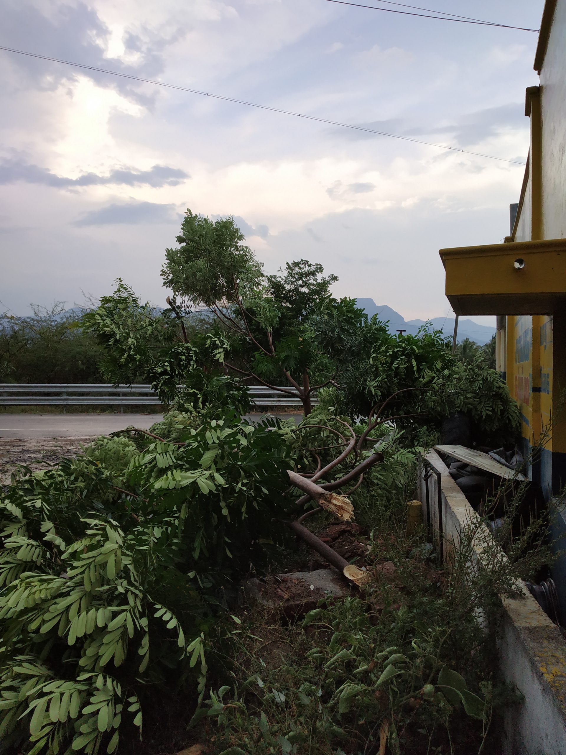 Trees uprooted due to storm