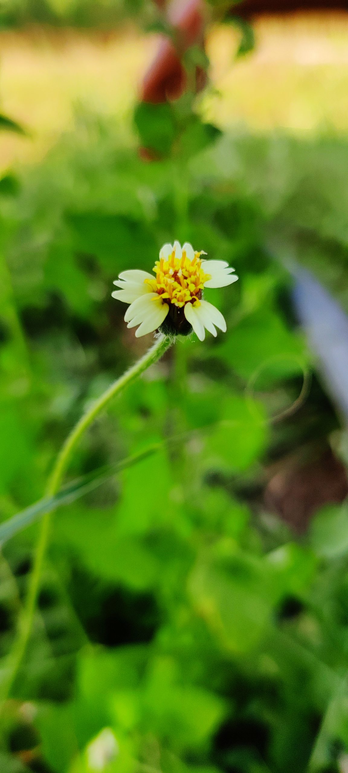 Flowering plant