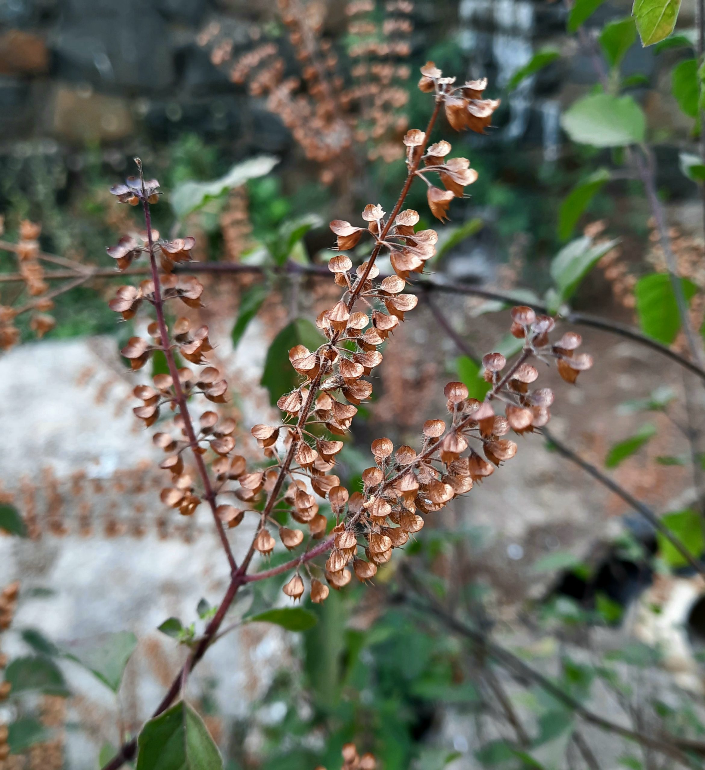 Seeds of basil plant