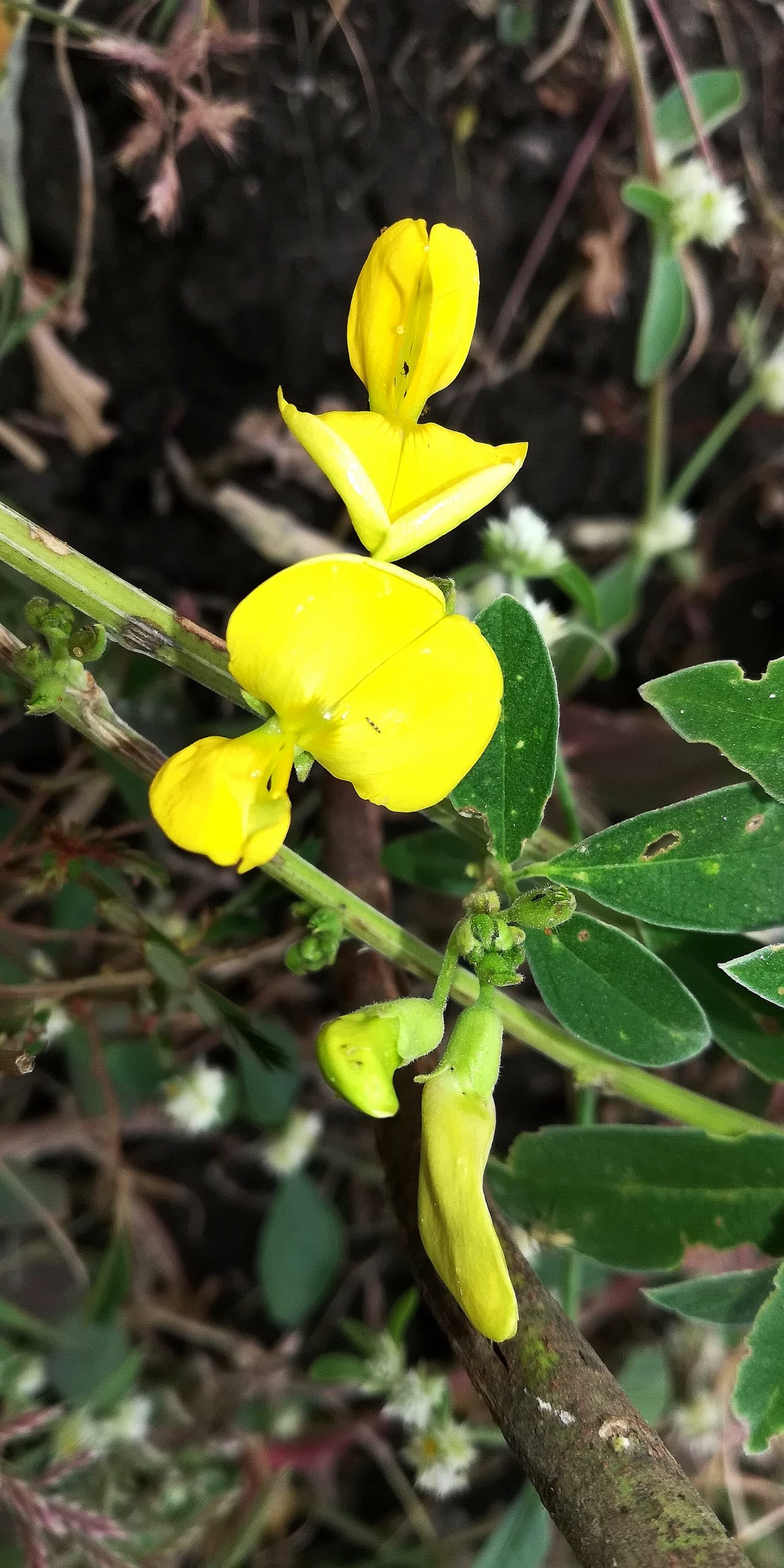 Flowering plant