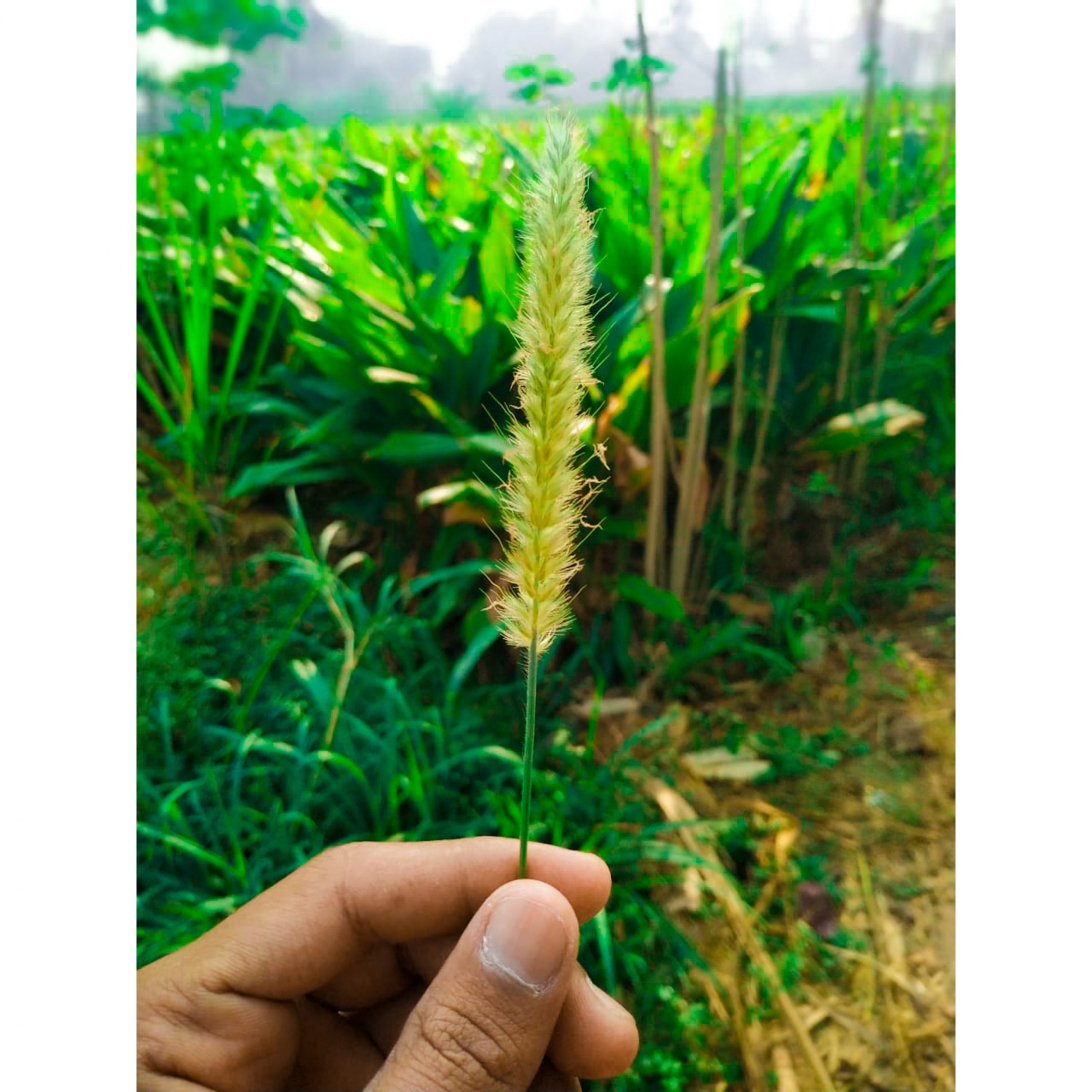 A straw in a hand