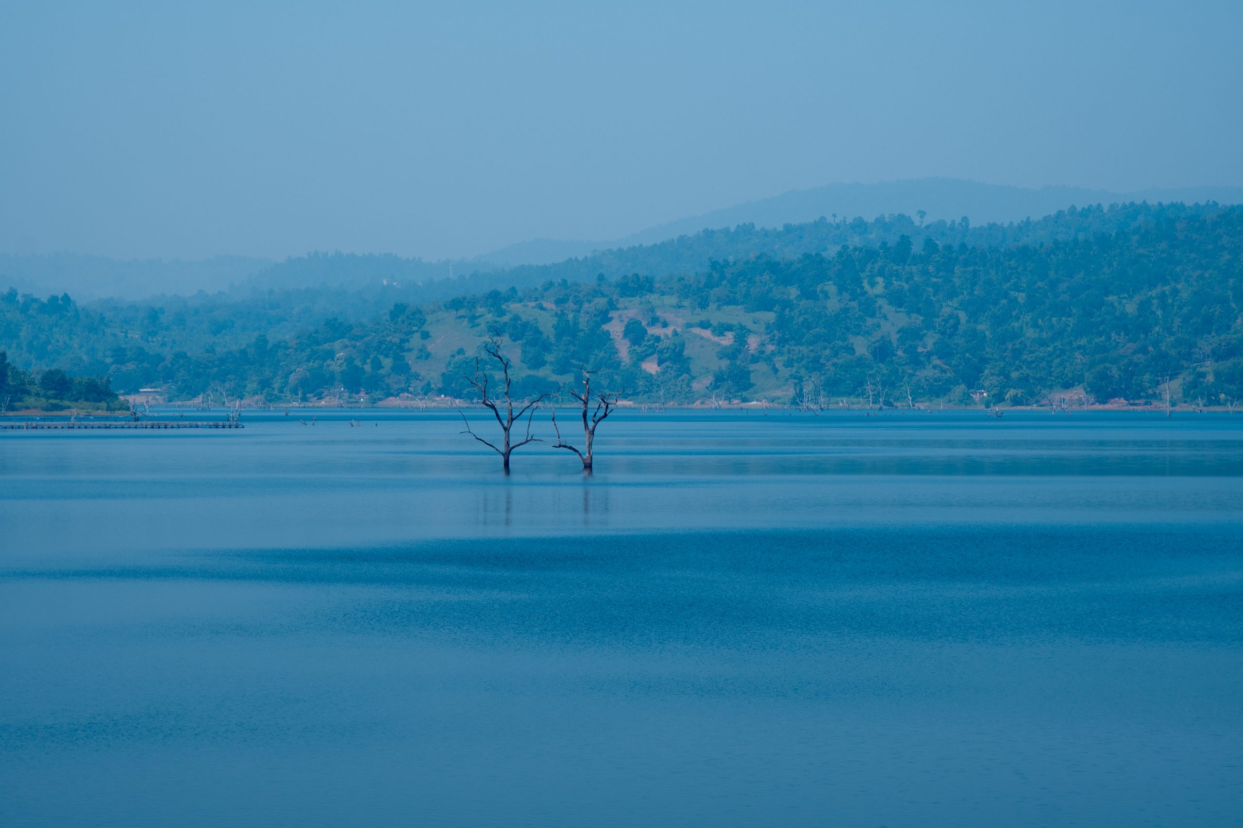 trees among lake