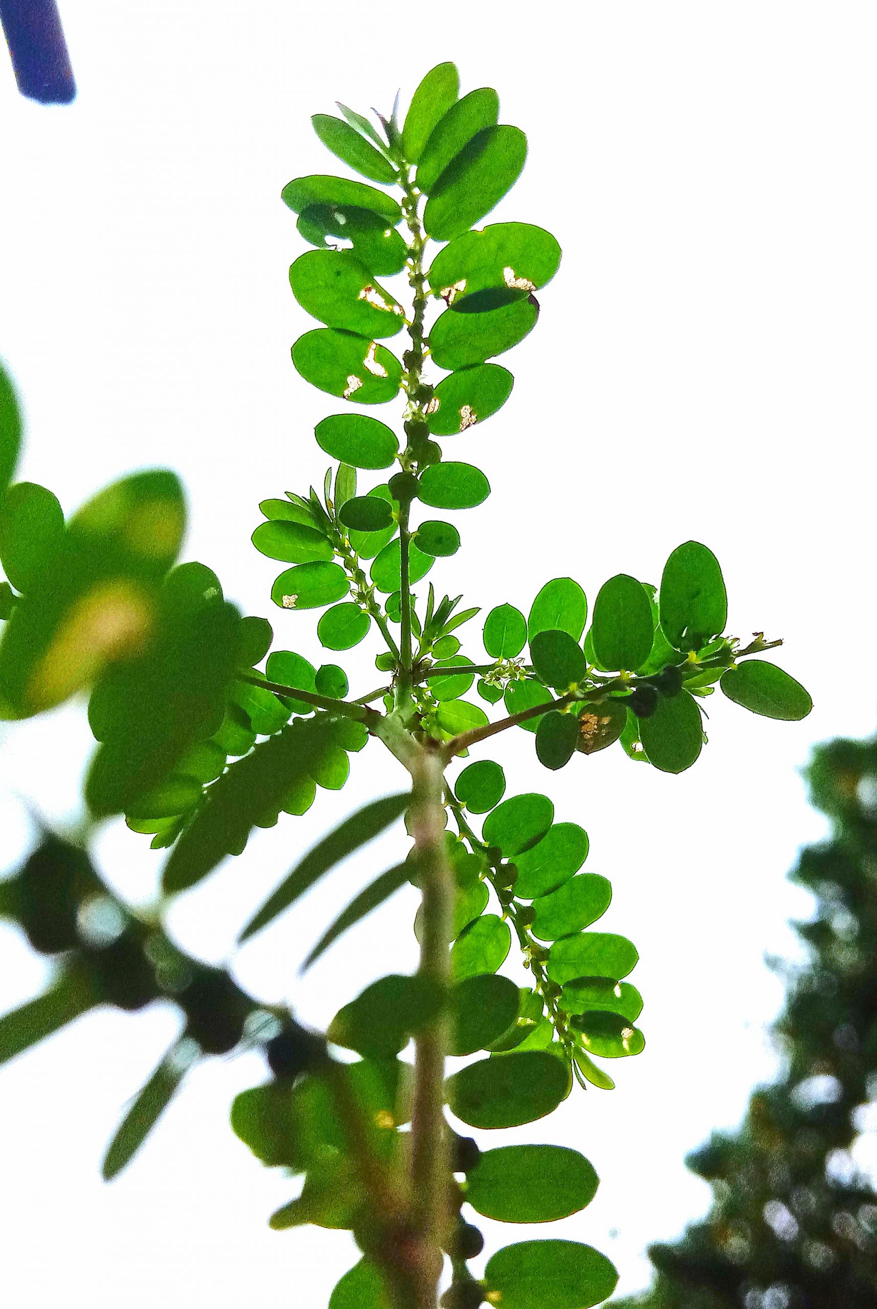 leaves of a plant