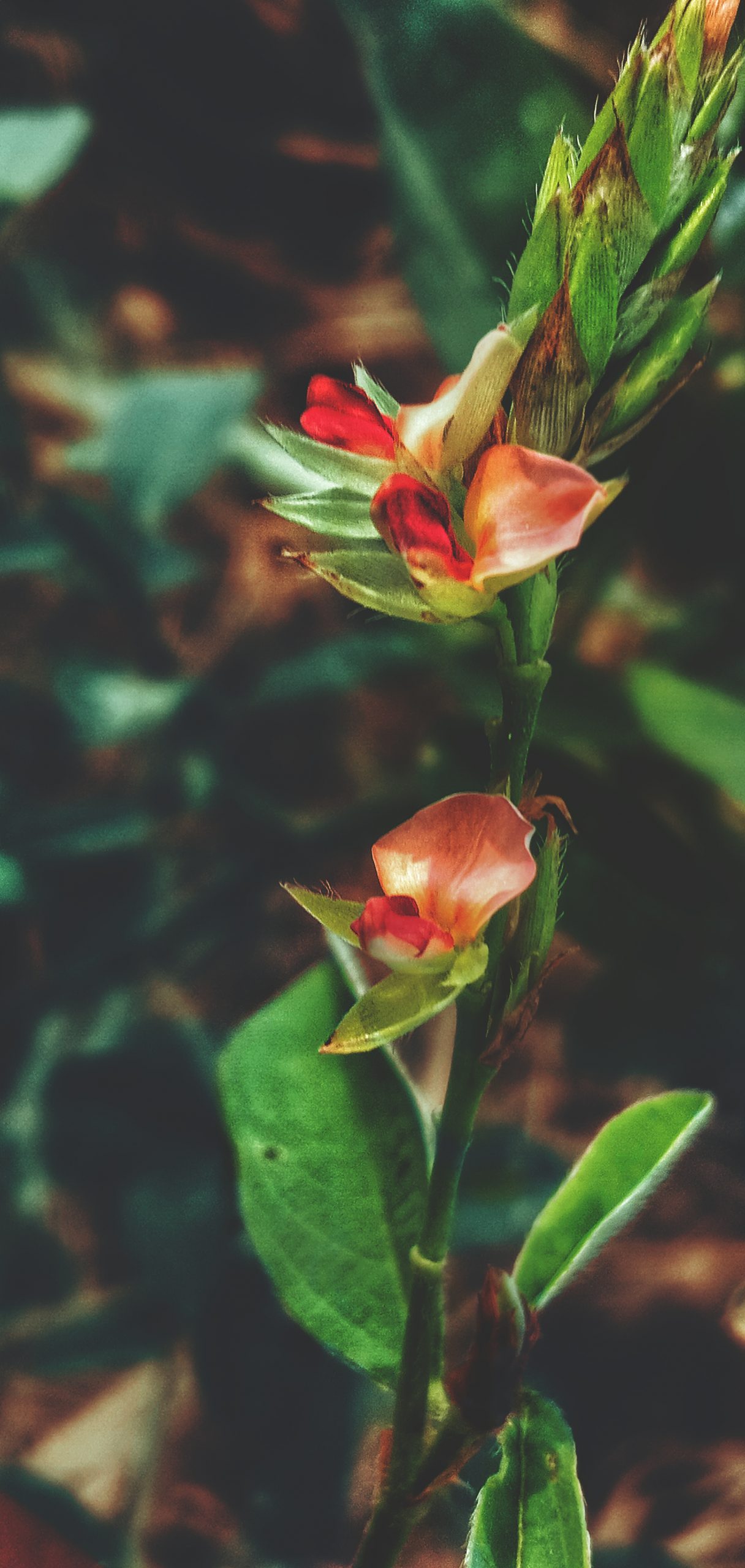 Flowering plant