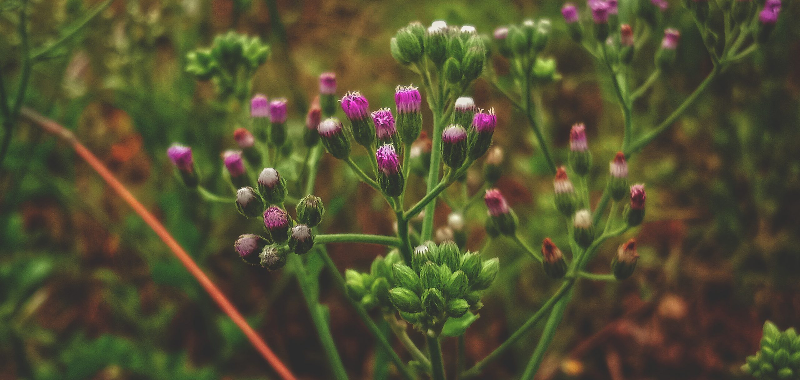 Flowering plant