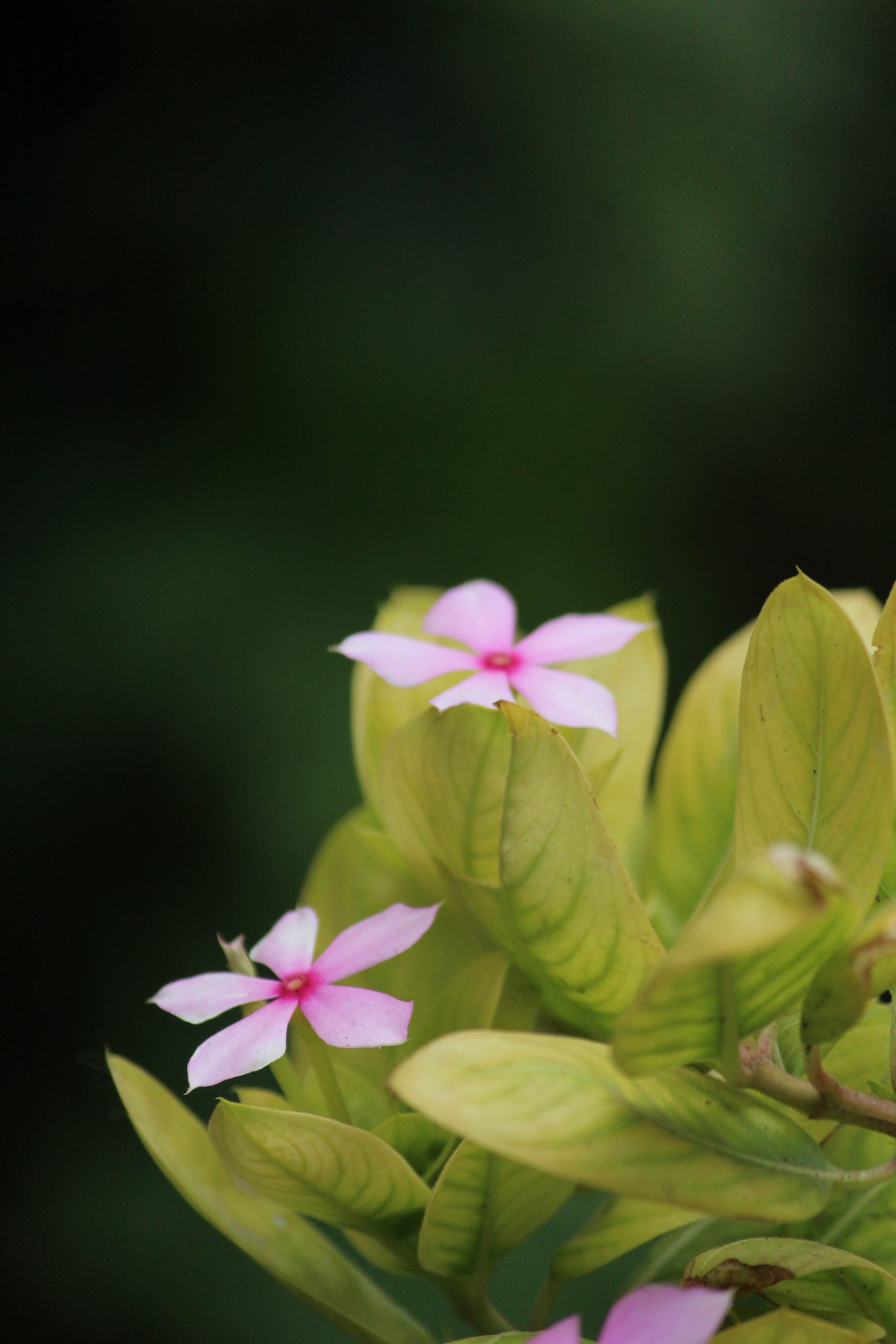 Flowering plant