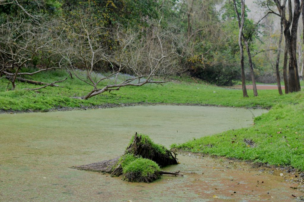 WATER LAND - PixaHive