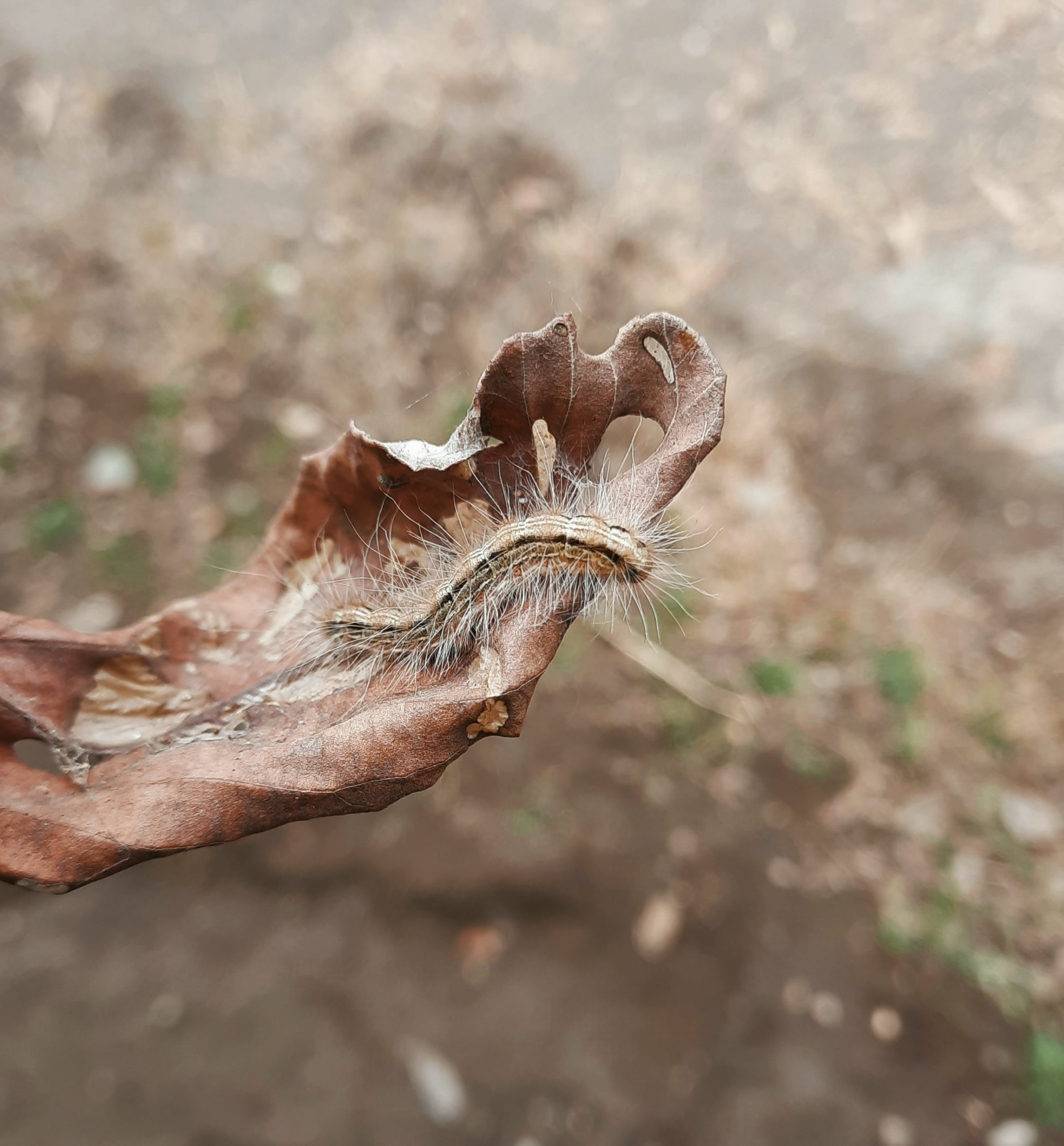 Worm on leaf