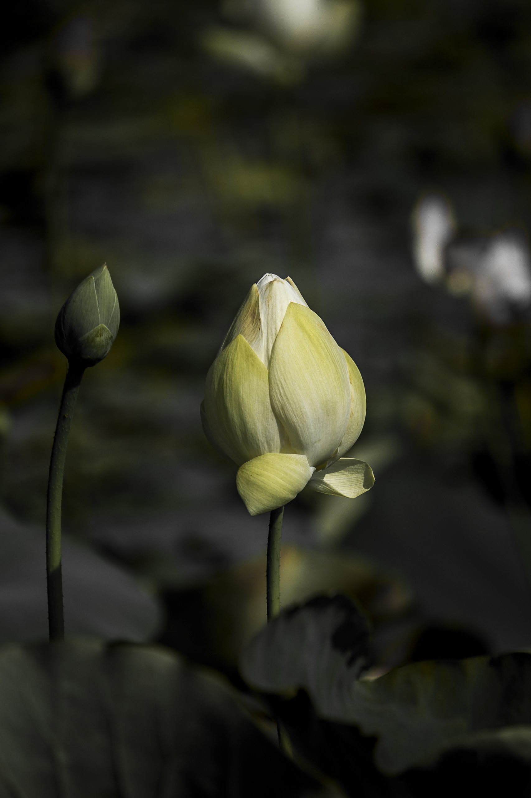 flower and bud