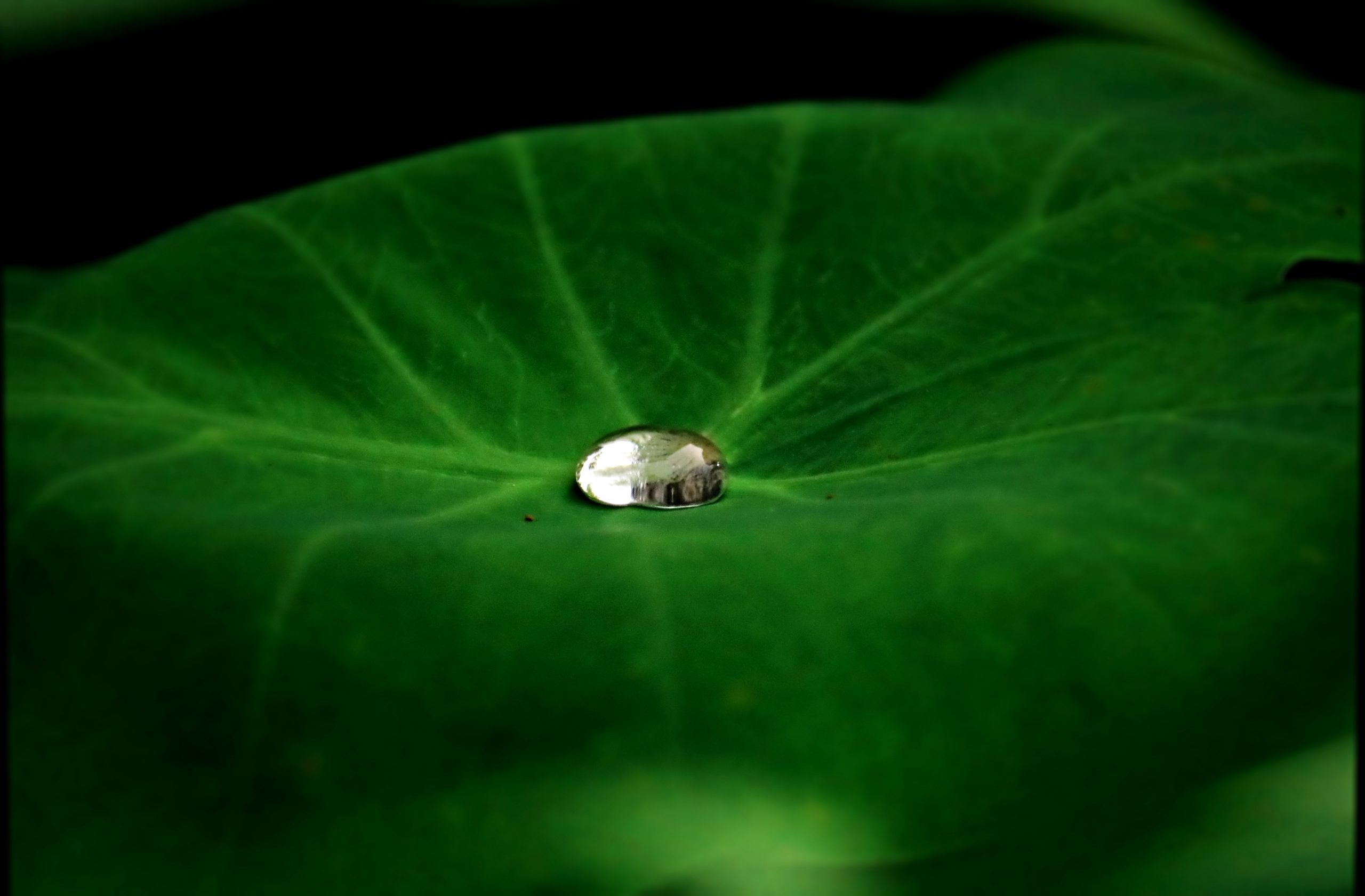 Water drop on a leaf