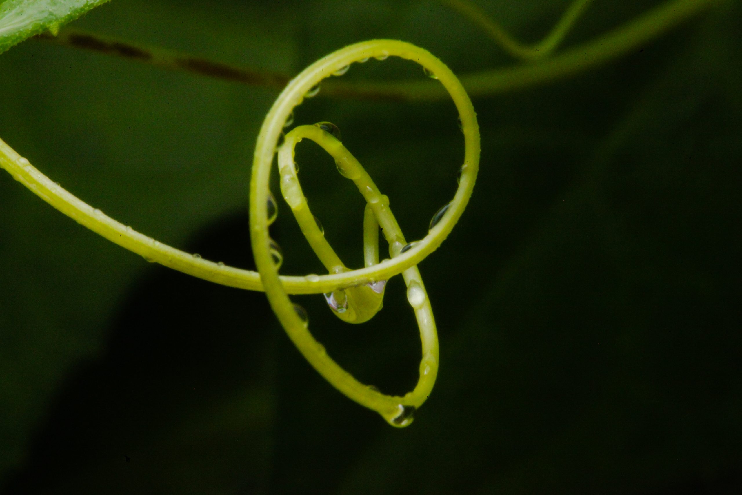 Water drop on a vine