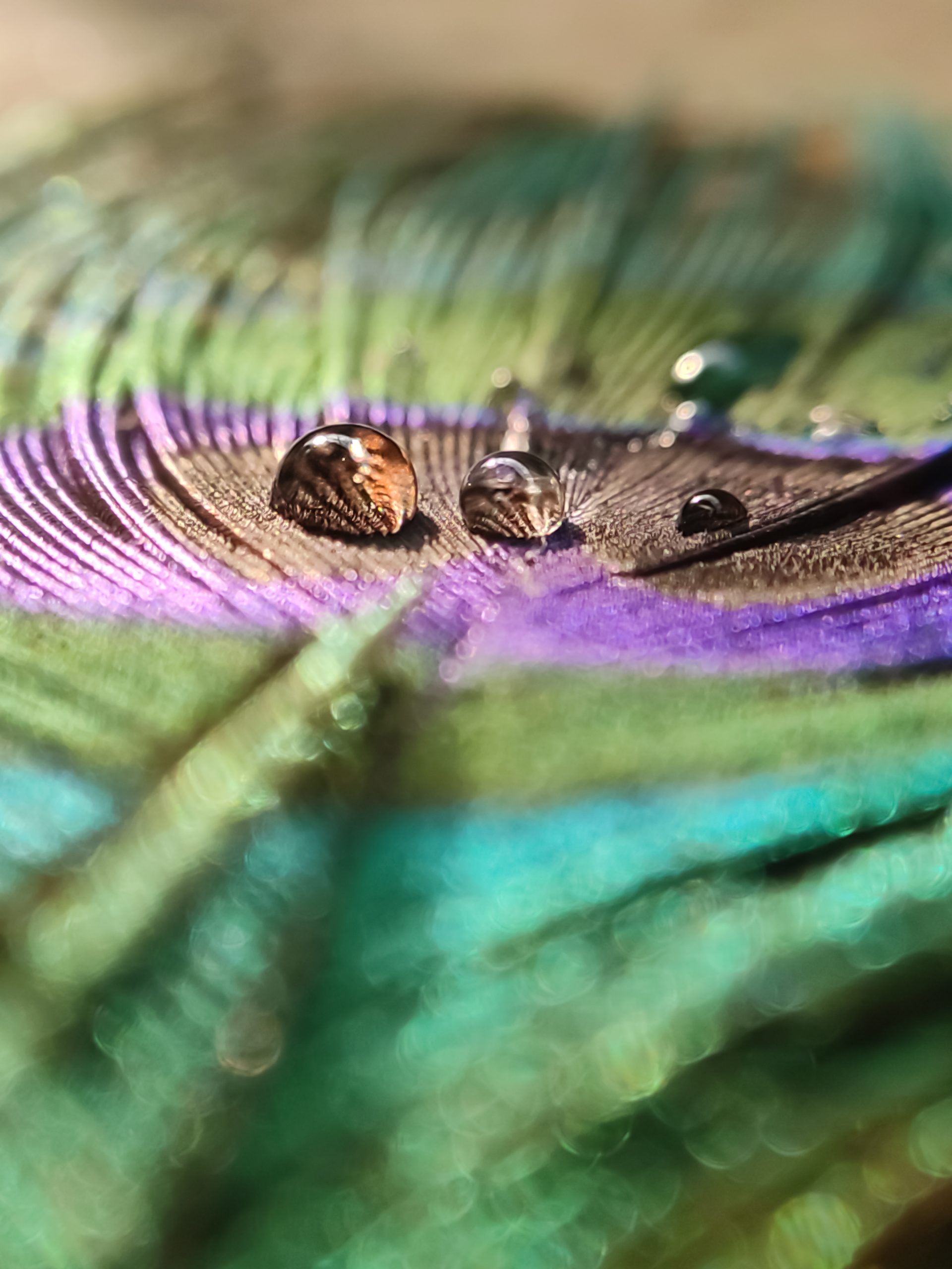 Water drops on feather