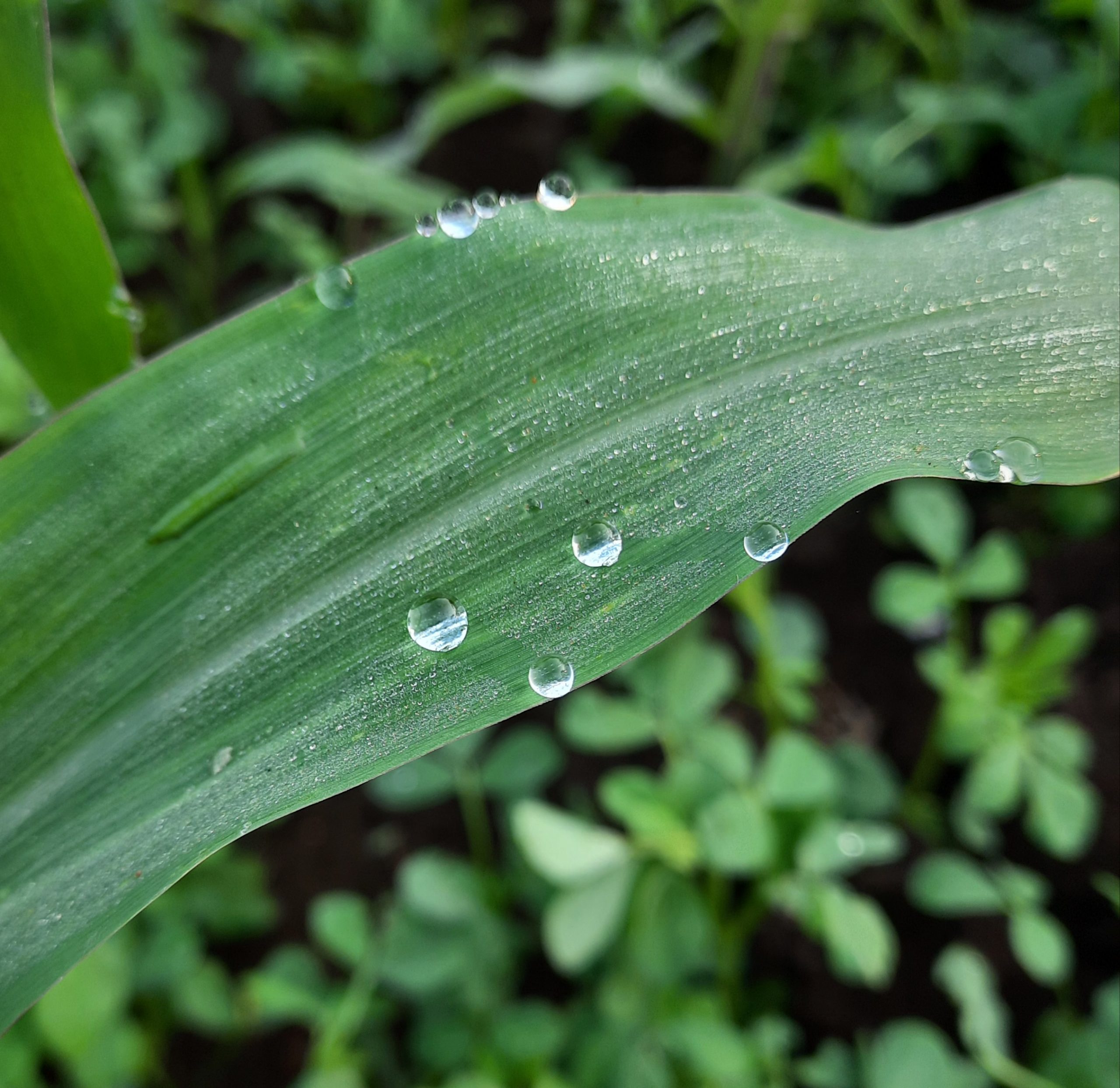 Water drops on leaf