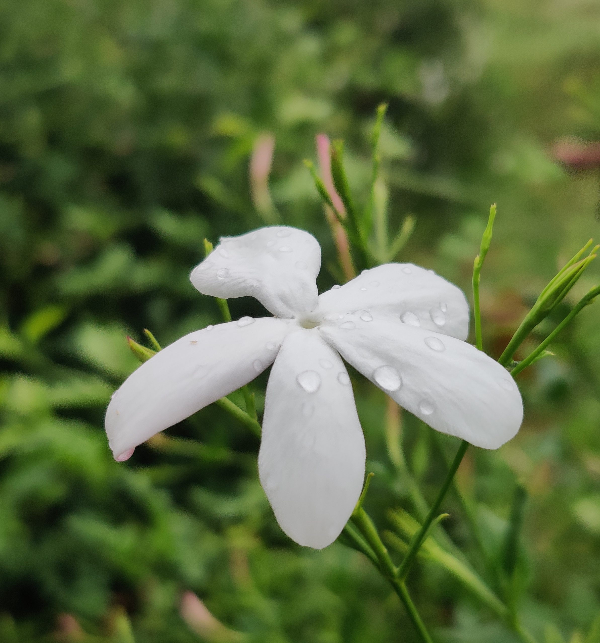 Water drops on Jasmine flower