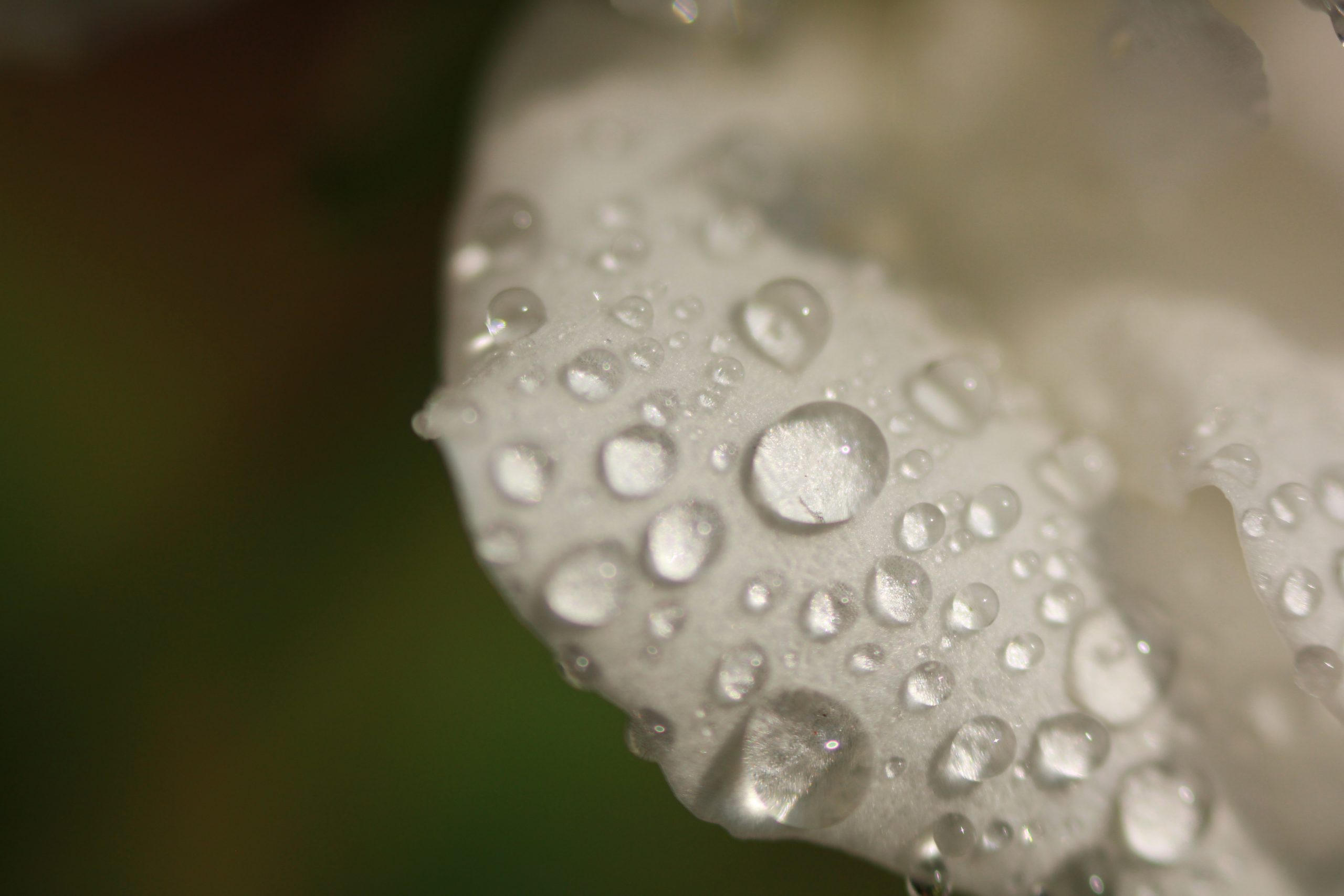 Water Drops