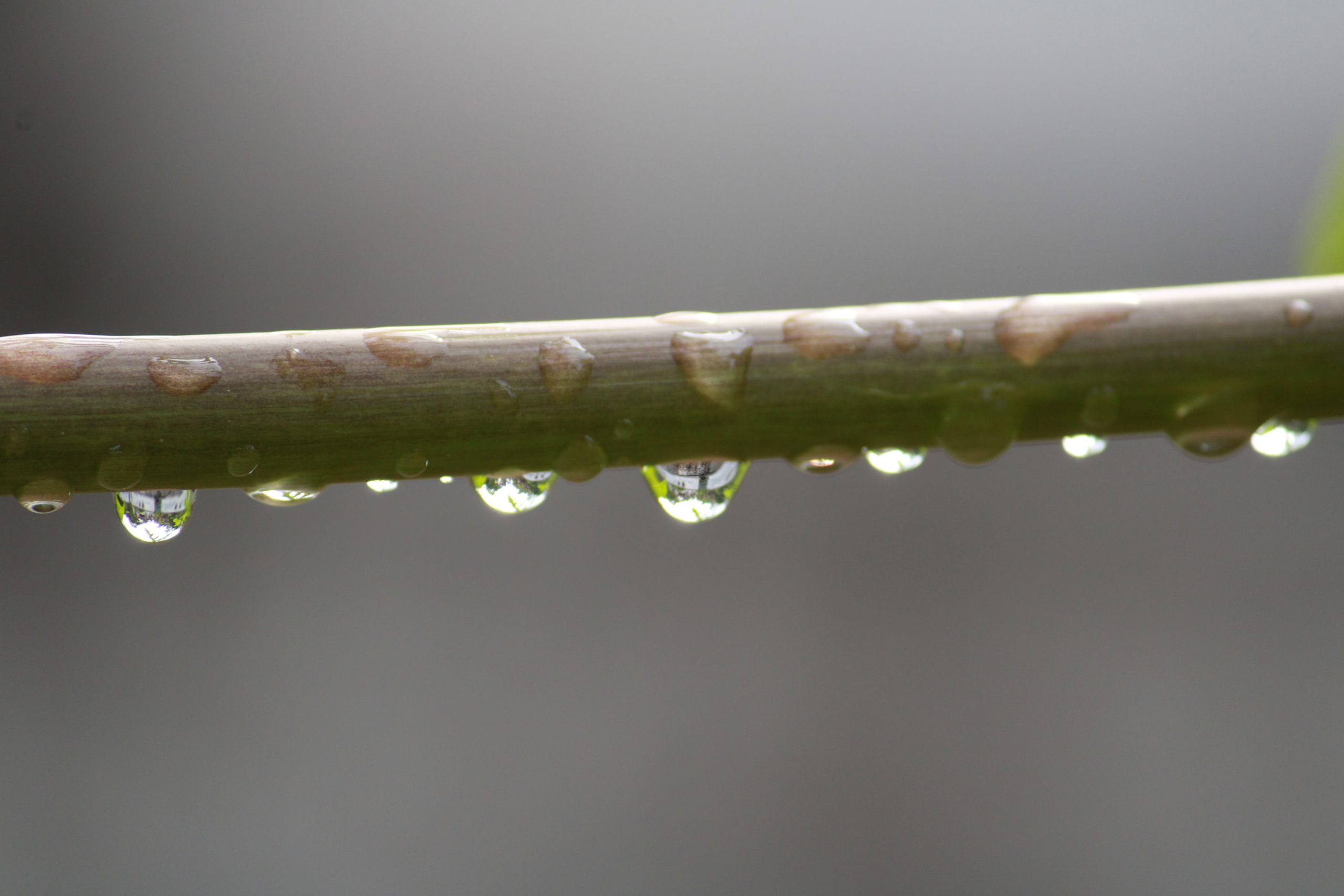 drops on a stem