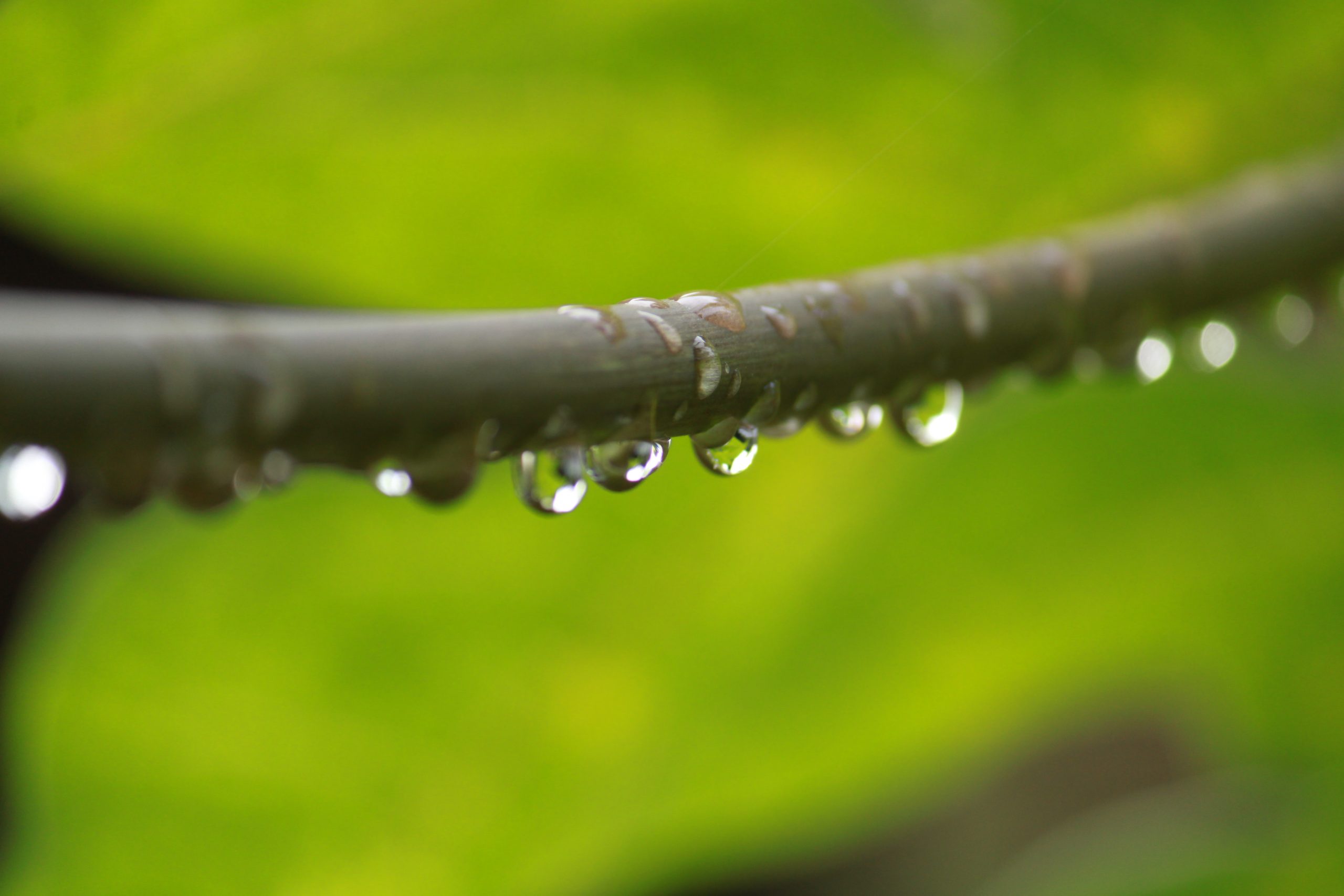 Water drops on stem