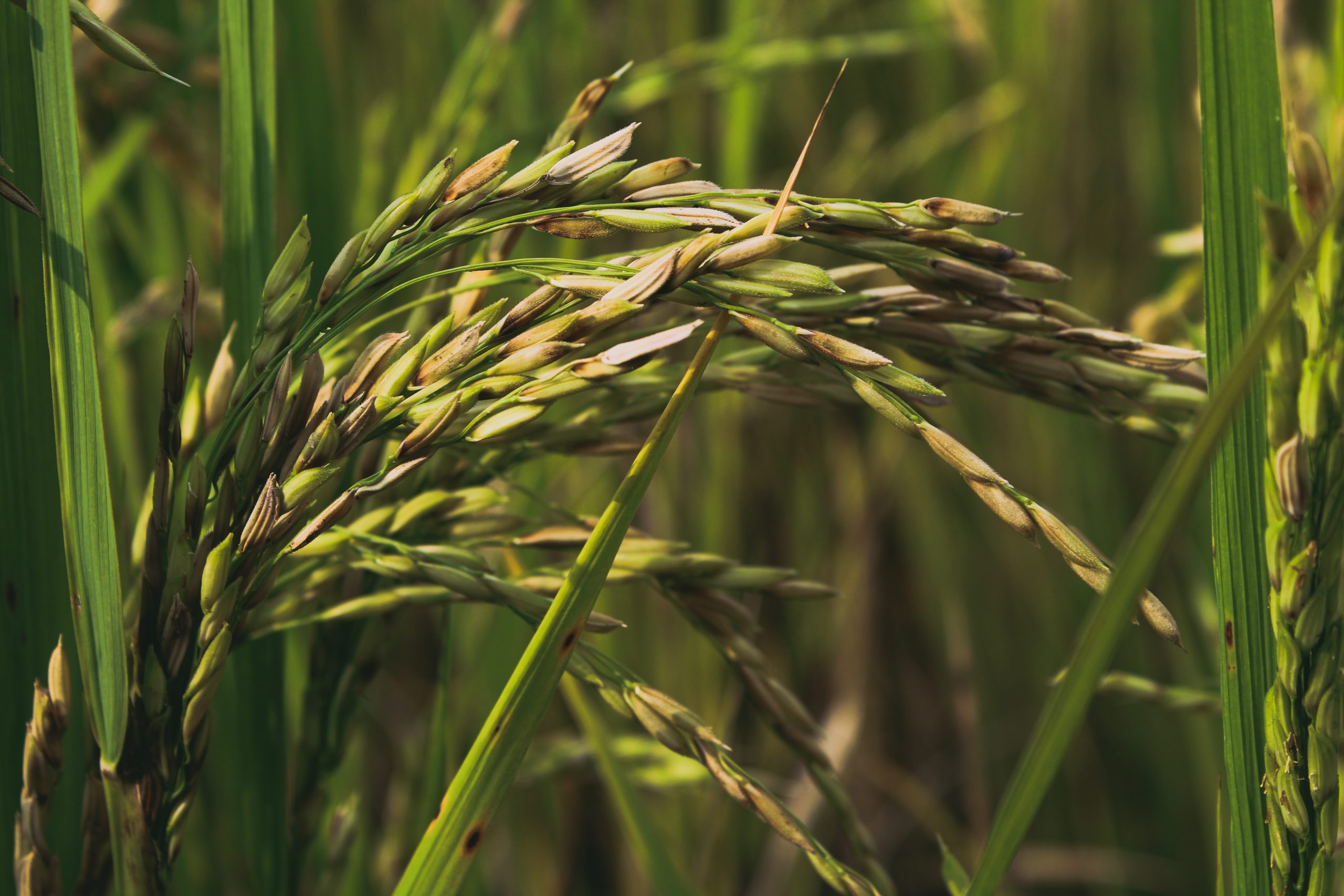 Wheat plant seeds