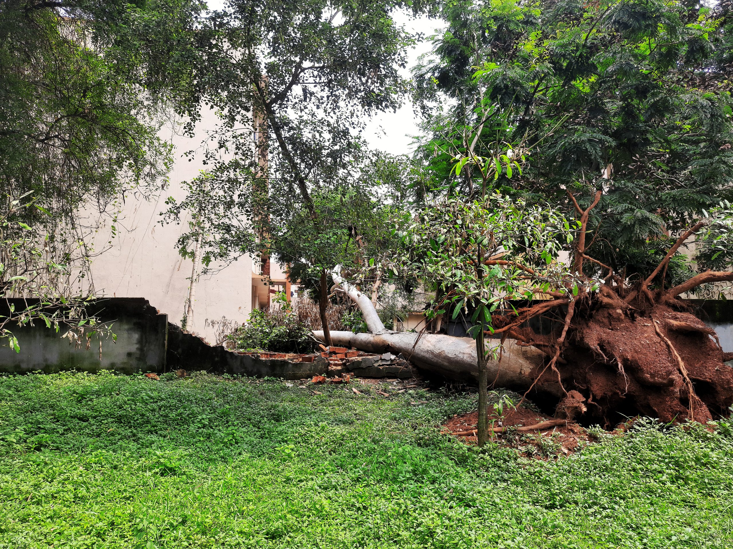 tree uprooted