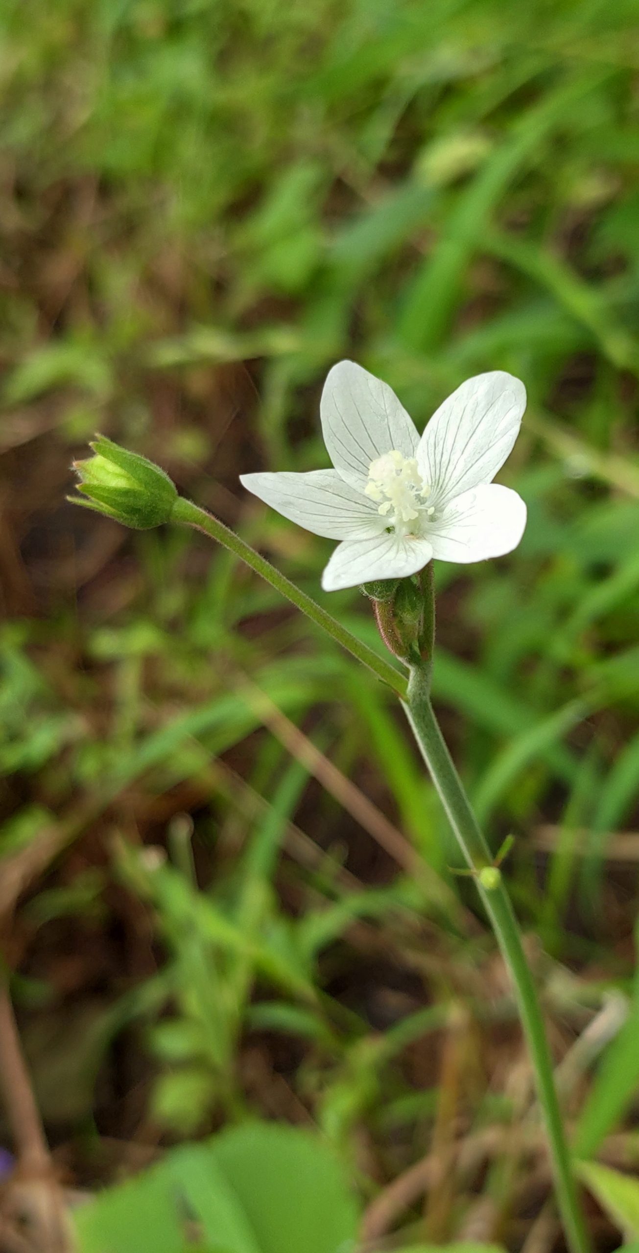 White Blooming Flower