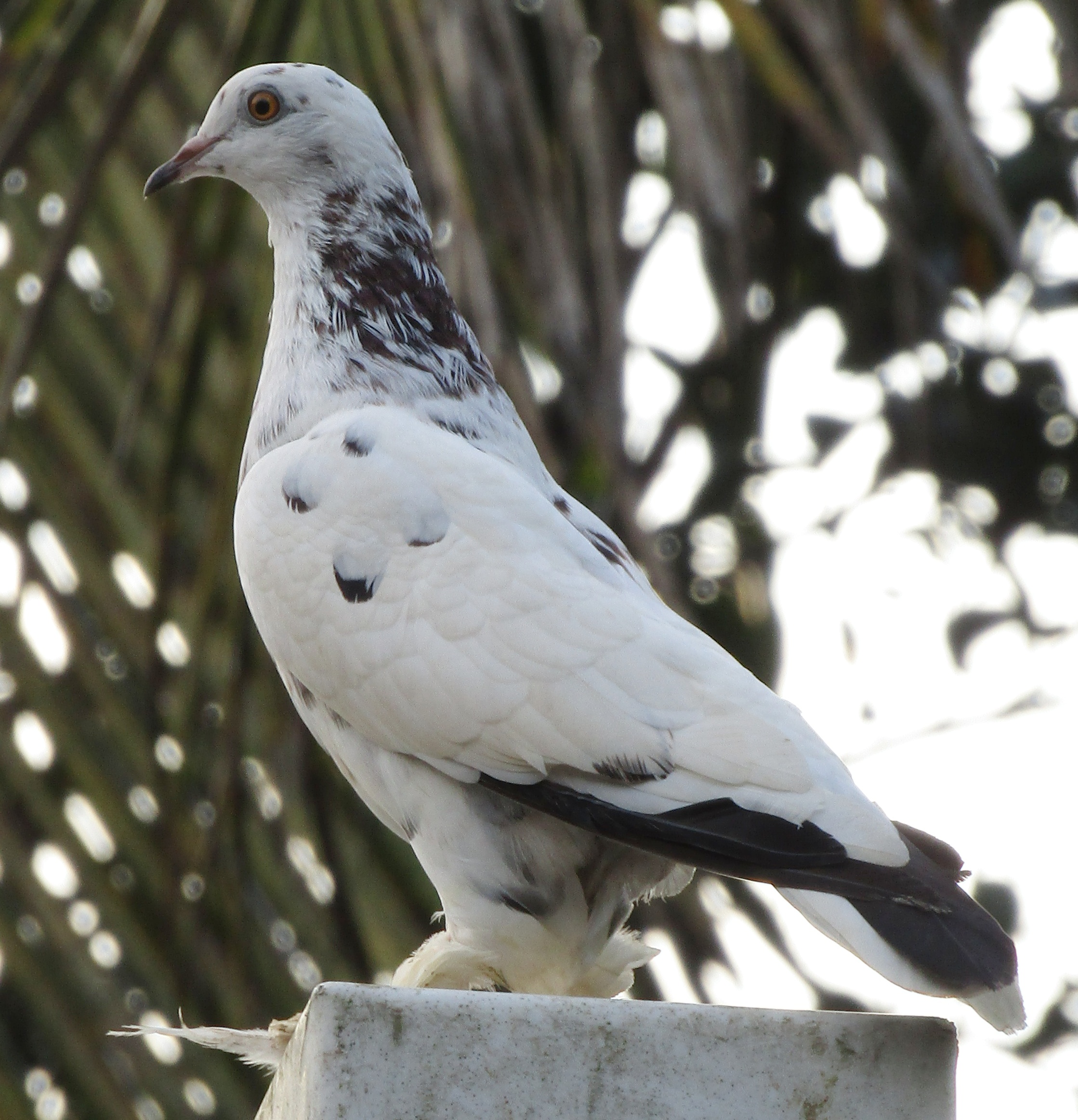 White Pigeon Close-up