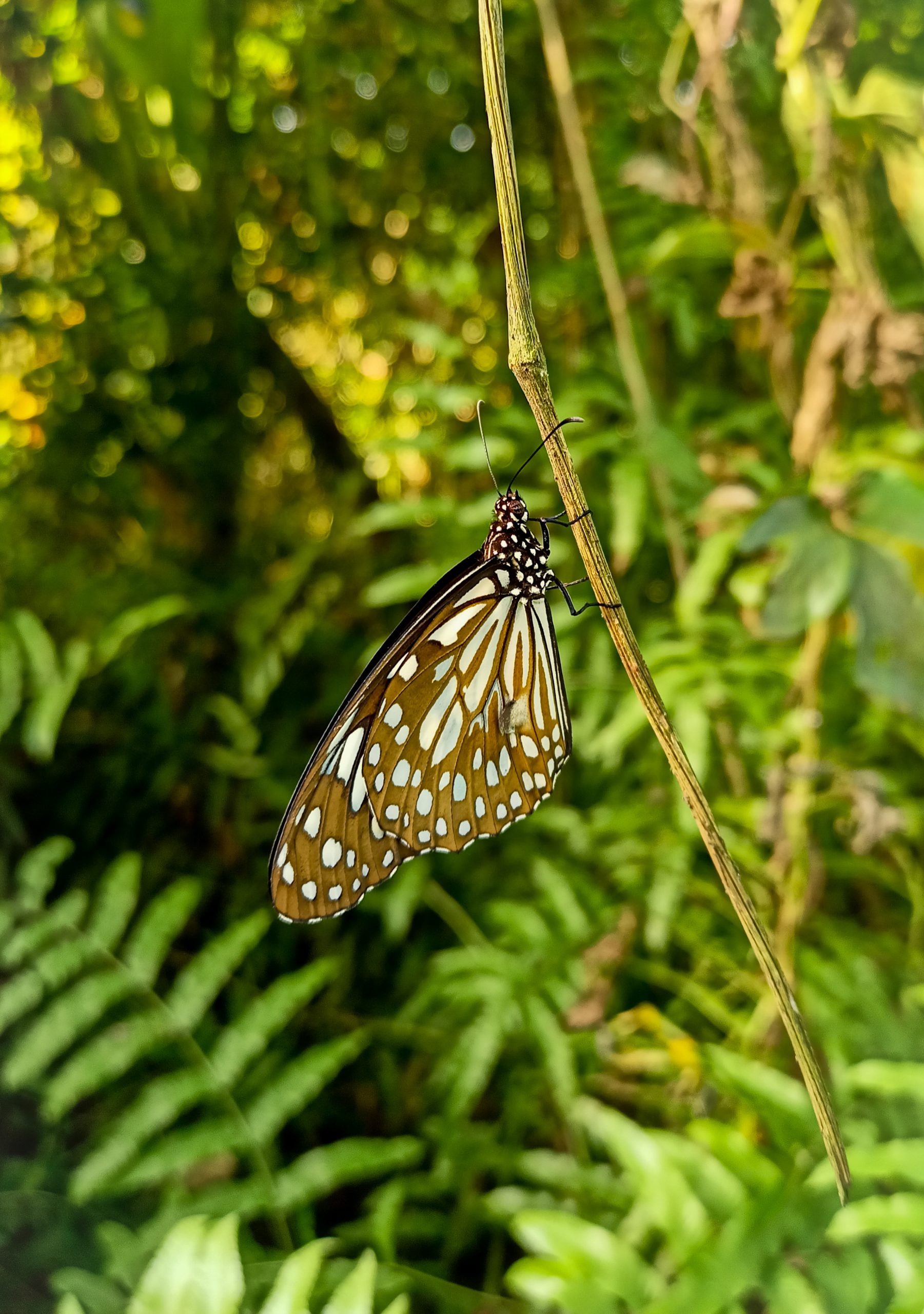 White Spotted Butterfly